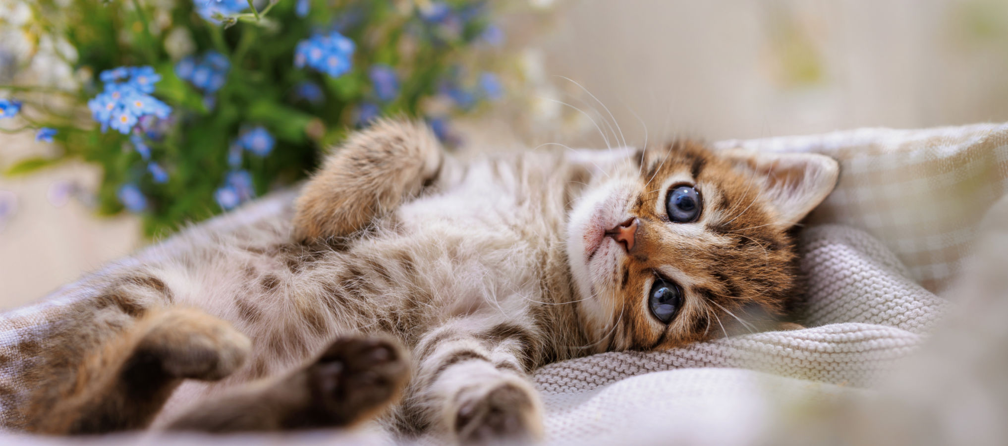 Author at Woodlawn Animal Hospital