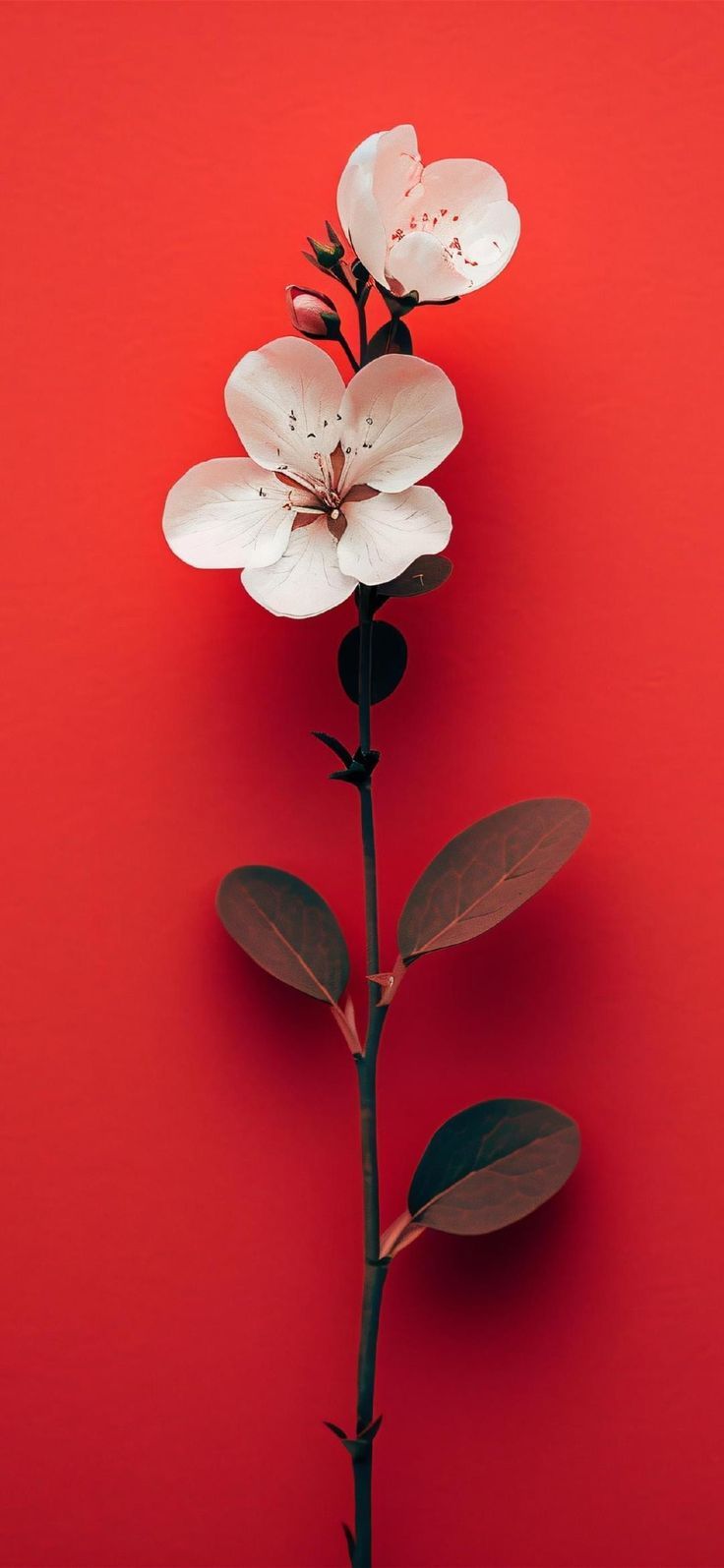 Carolina Esquivel on Fondos celular