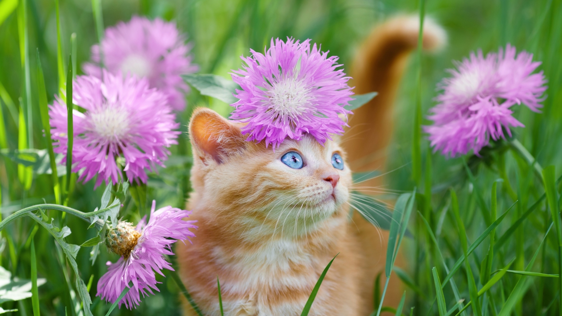 vara, cornflower, summer, pink, kitten