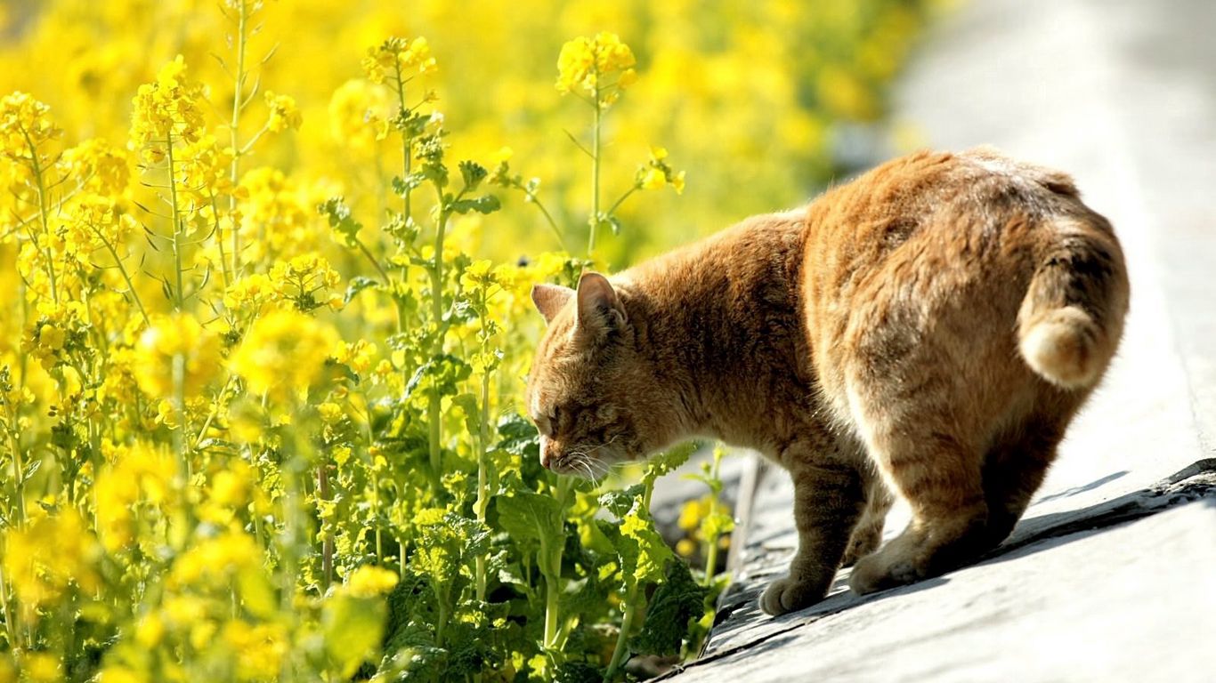 wallpaper 1366x768 cat, summer, grass