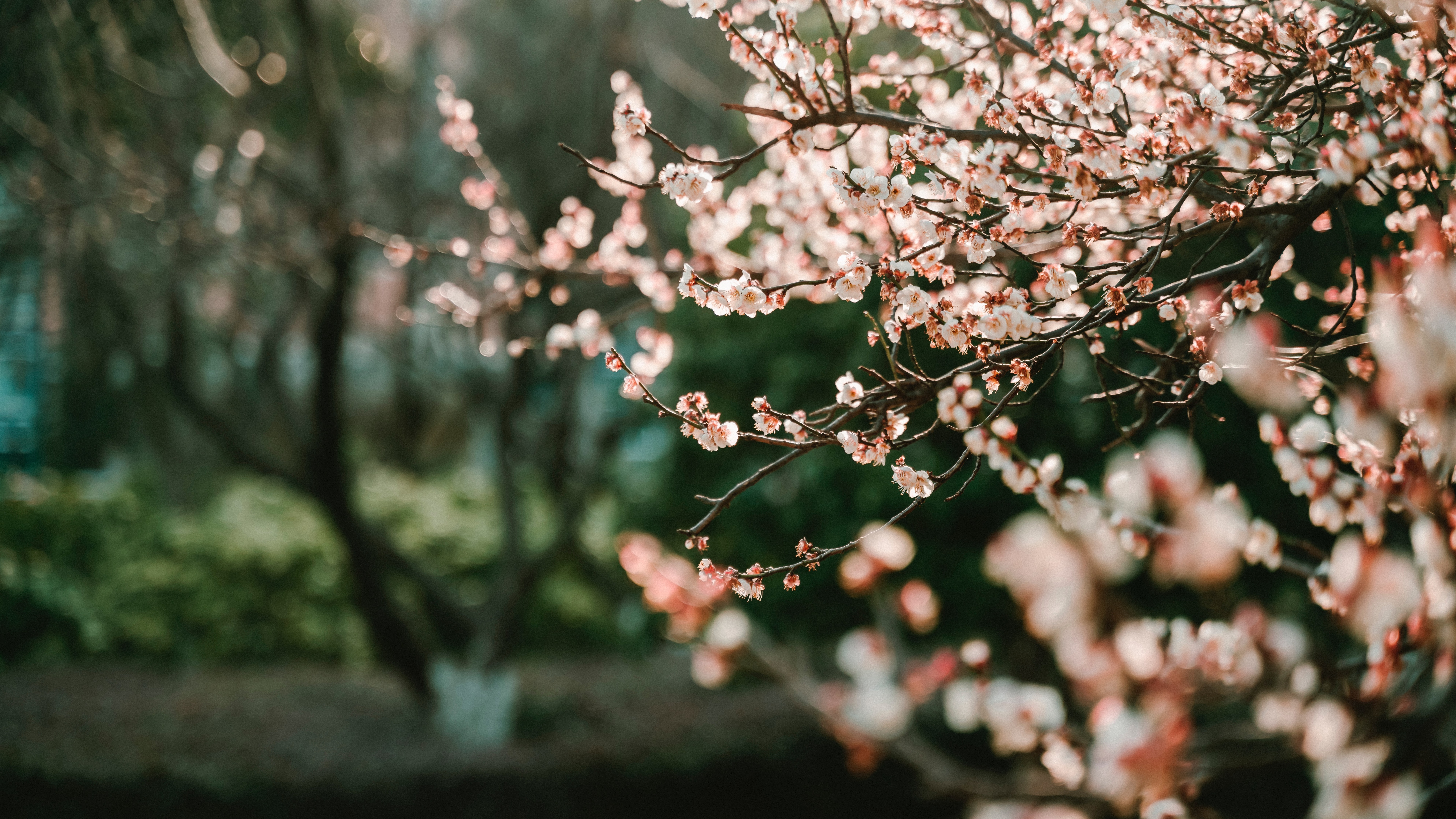 Cherry blossom Wallpaper 4K, Bokeh