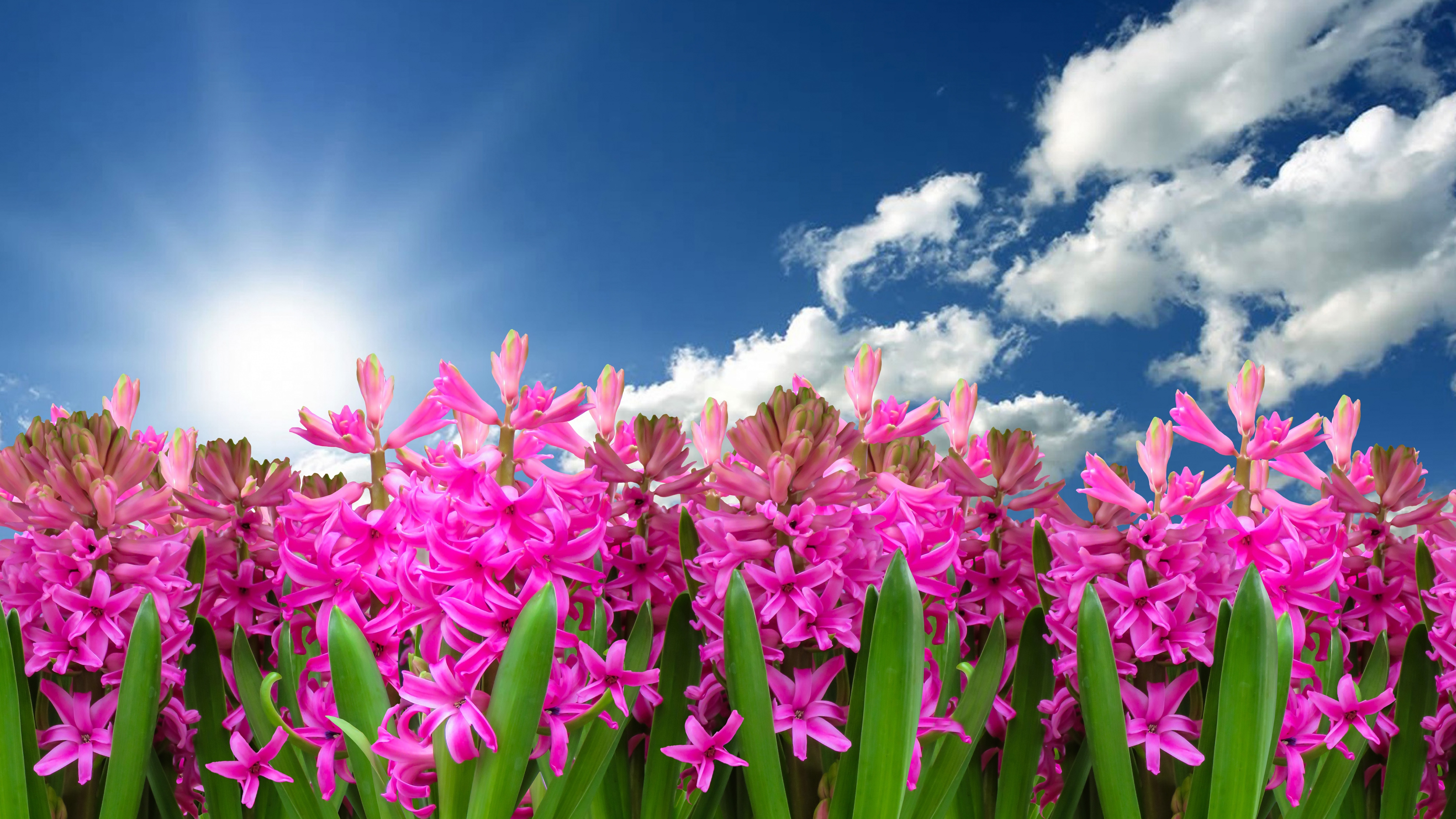 Pink flowers Wallpaper 4K, Hyacinth
