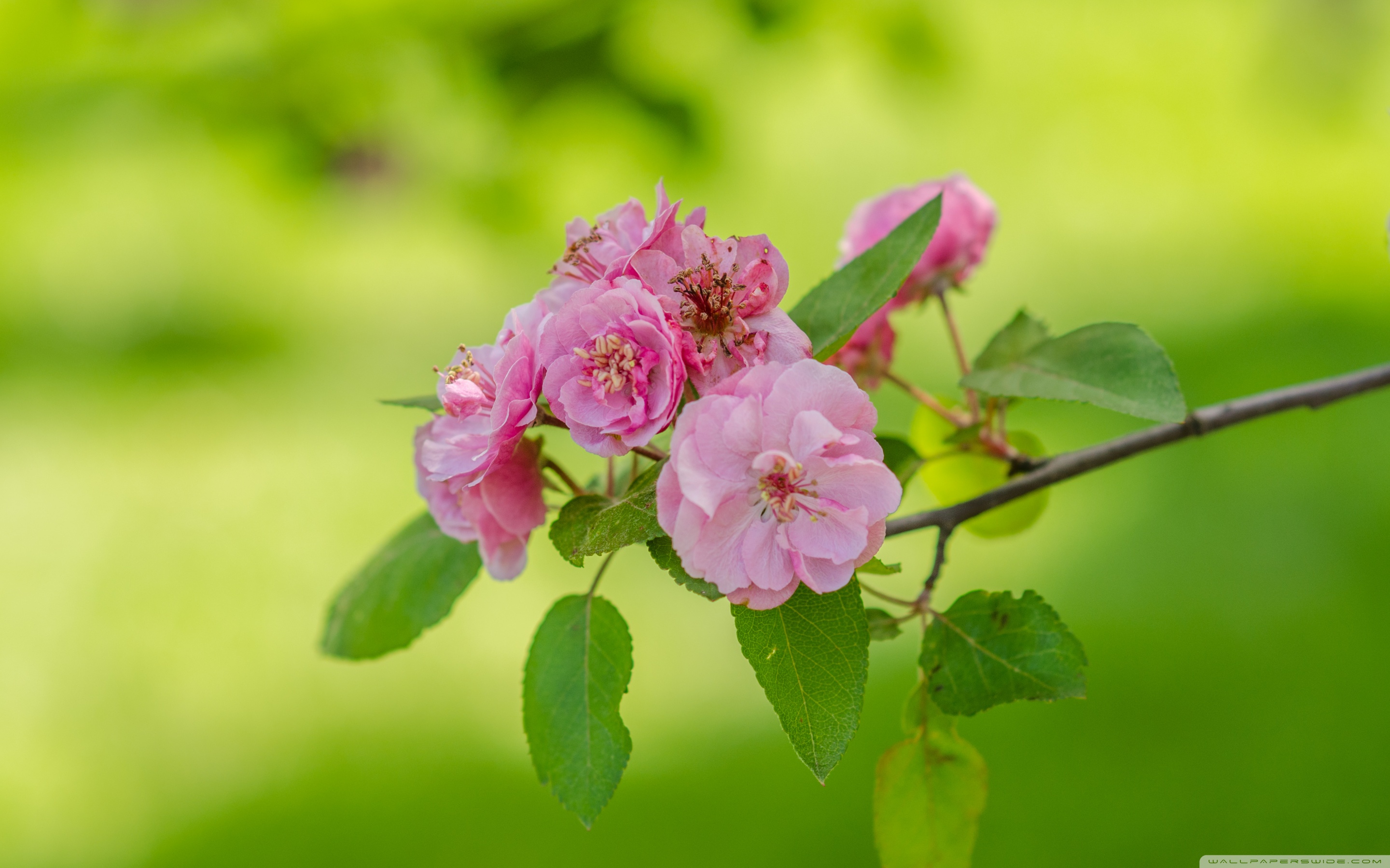 Green Background 4K UHD Wallpaper