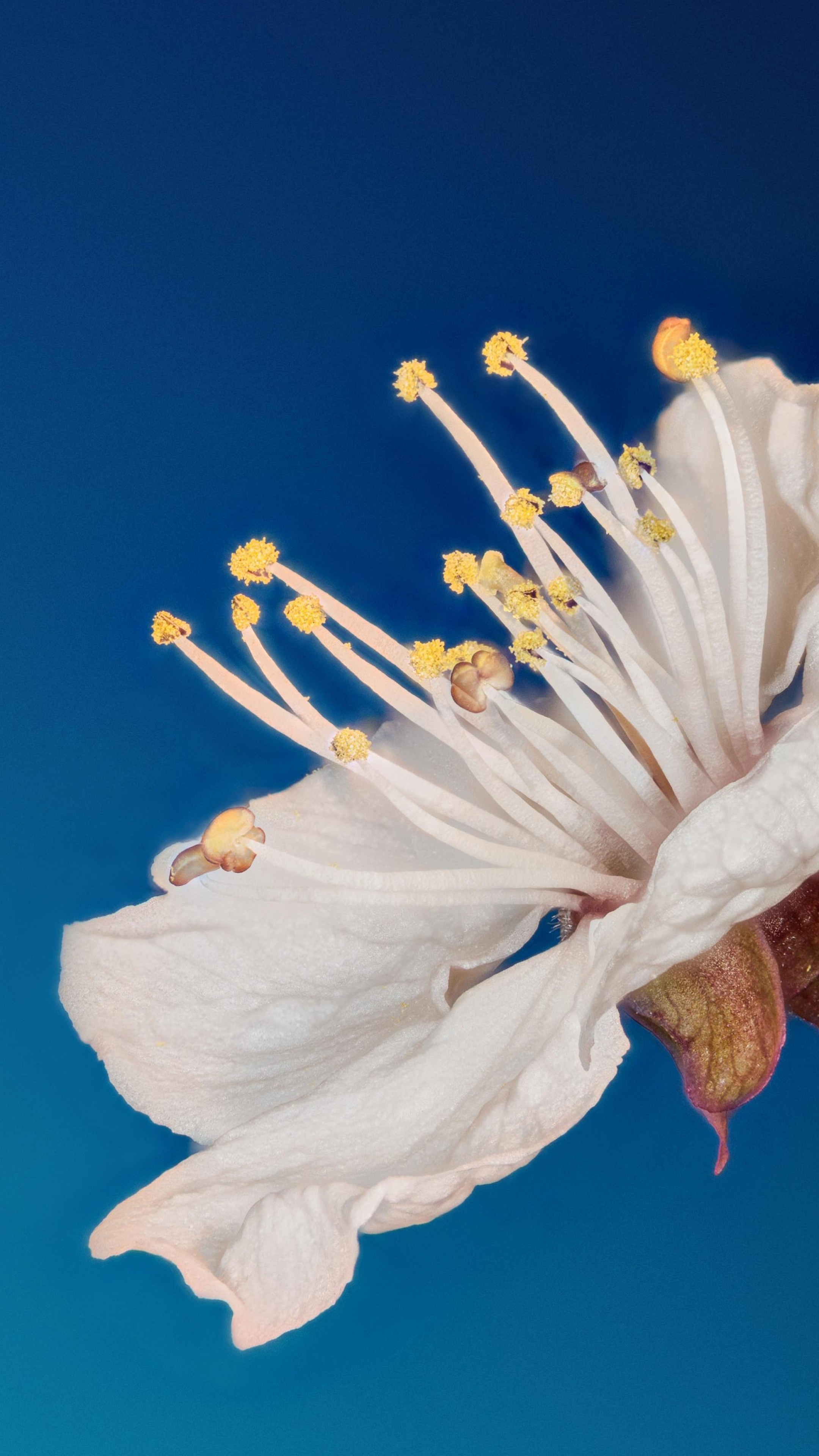 White Poppy Wallpaper