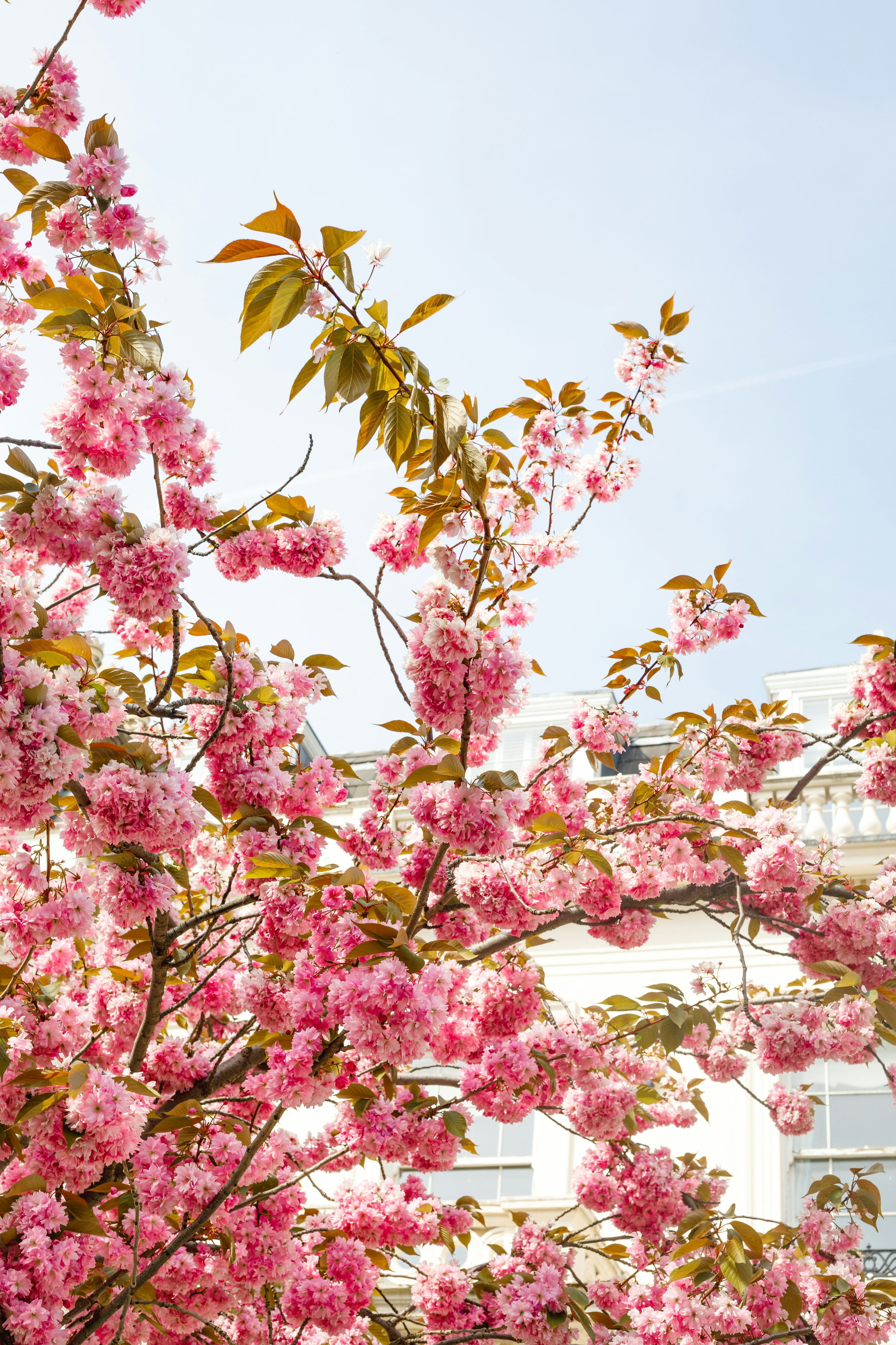 London Spring Picture. Download Free