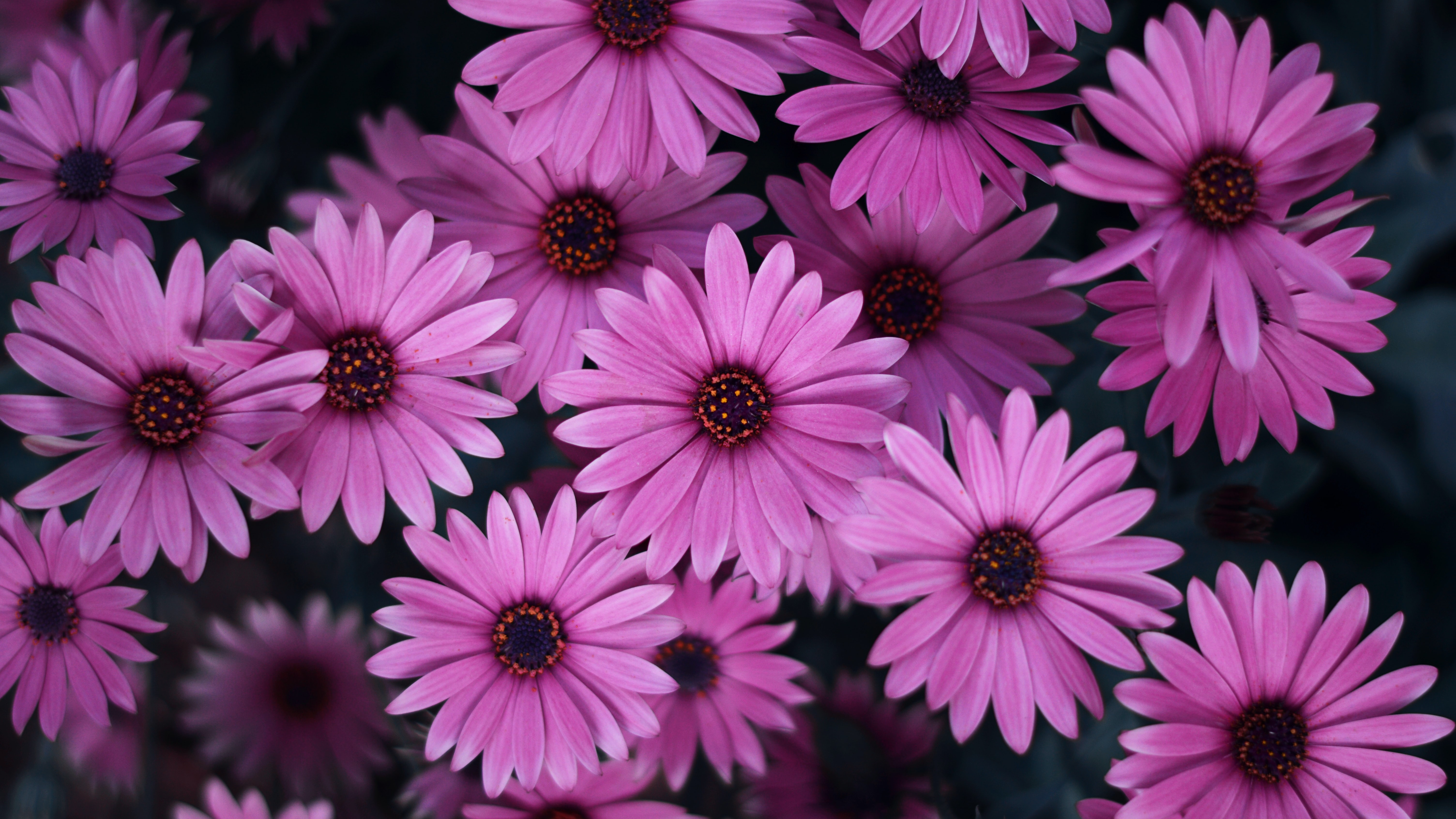 Pink Daisies Wallpaper 4K, Spring