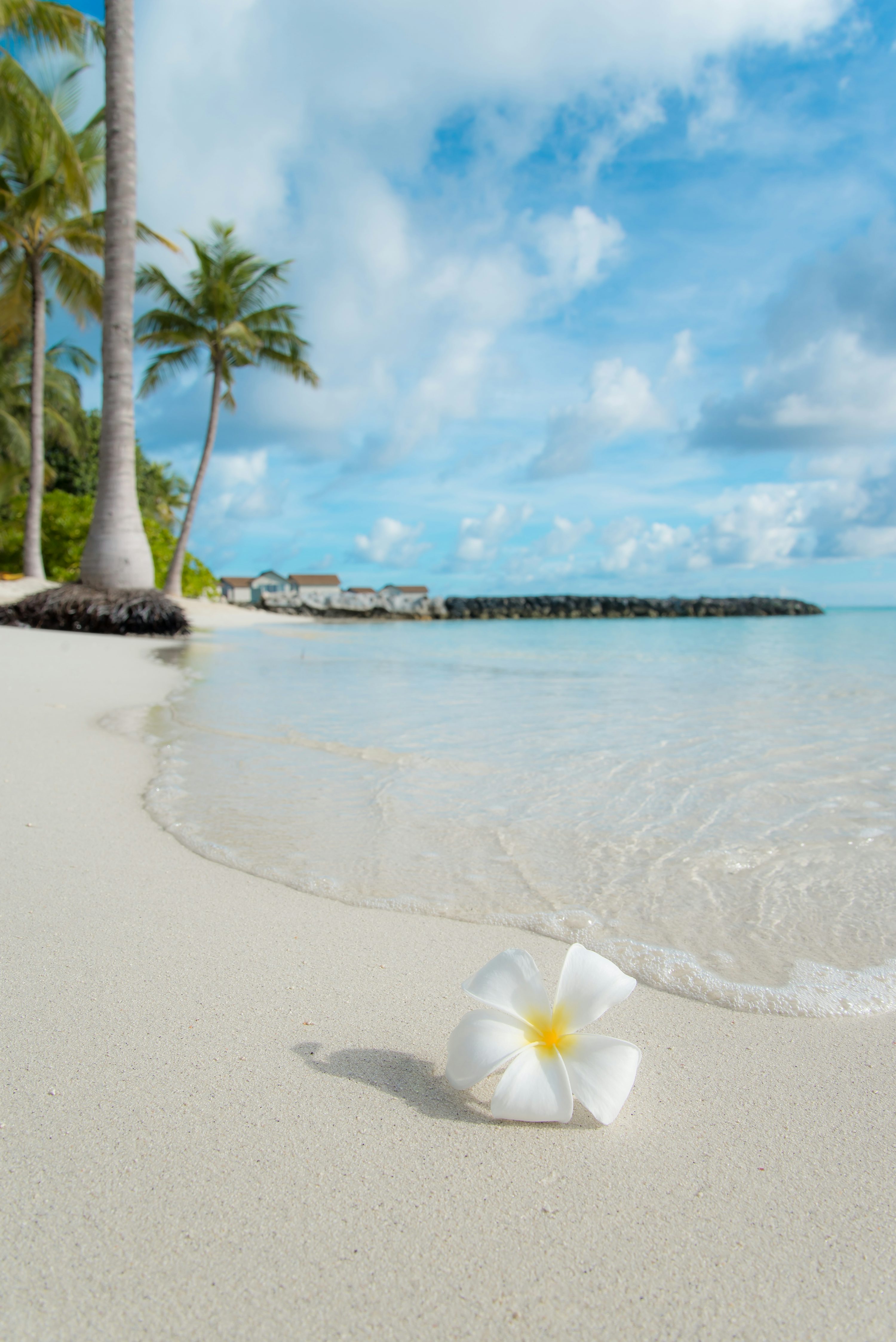 Tropical Beach Picture. Download