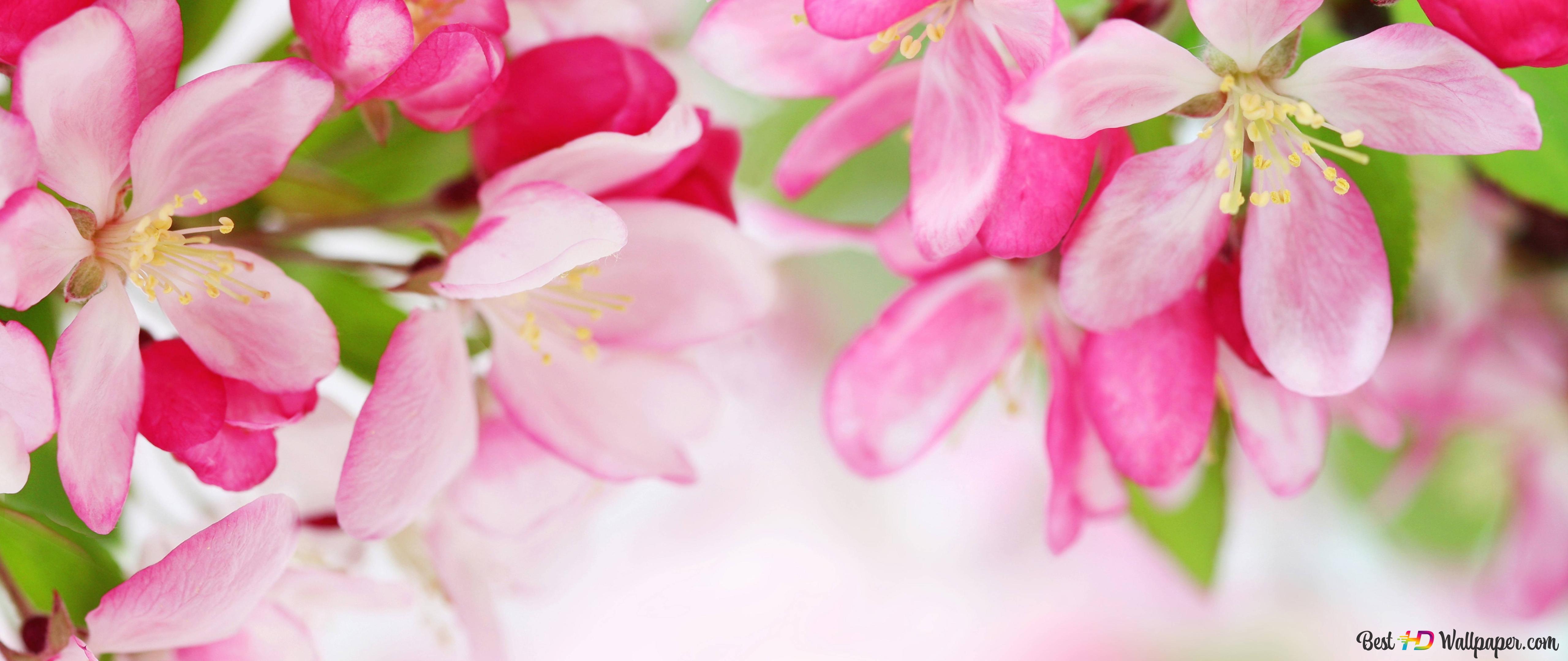 Spring pink flower 6K wallpaper download
