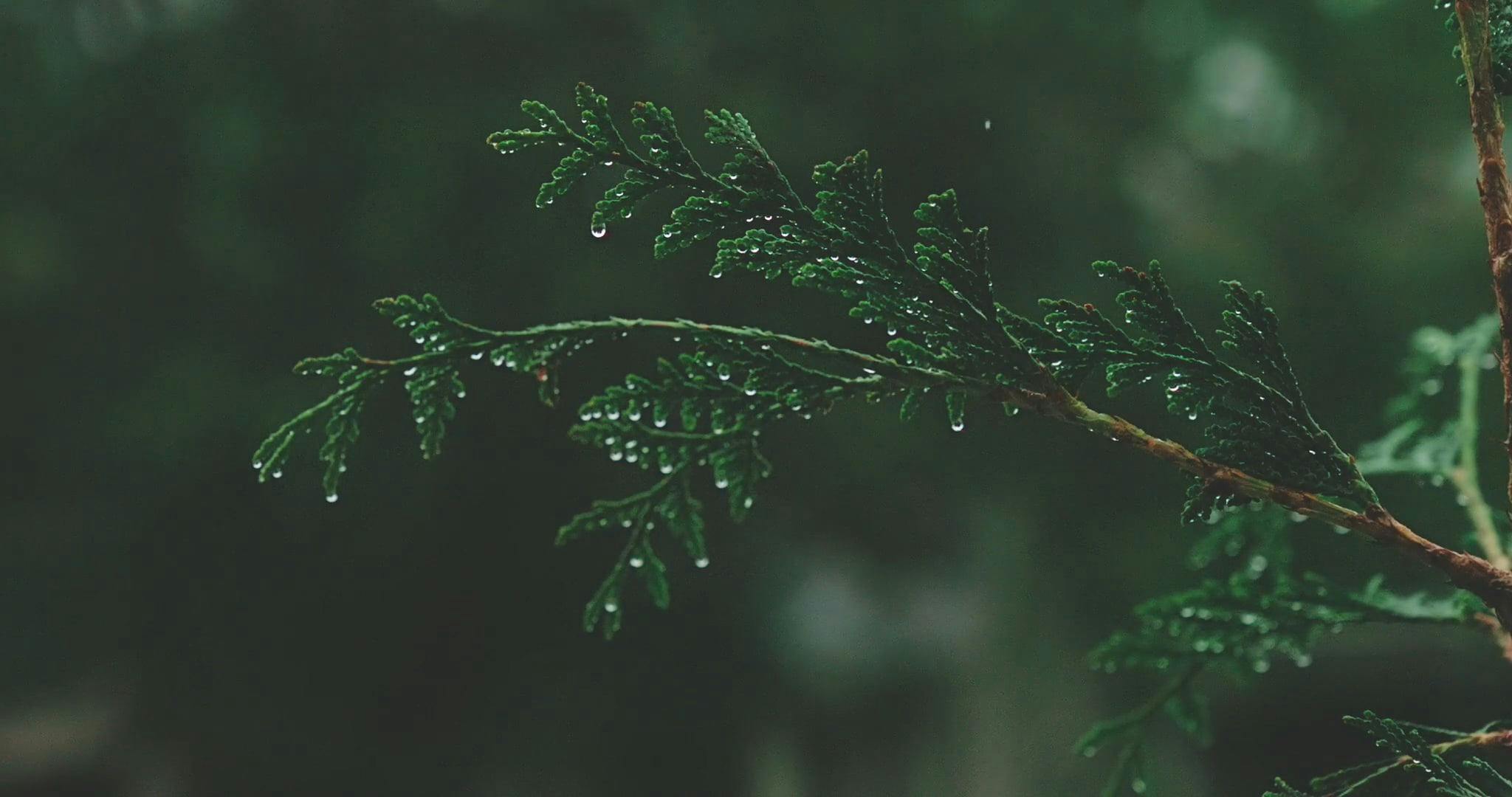 Wet Pine Tree Leaves in the Rain Free