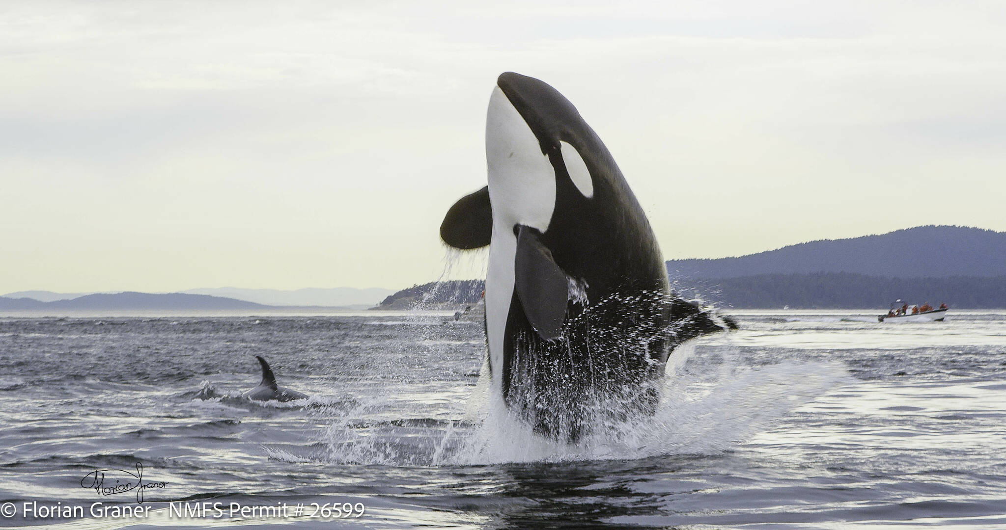 Filmmaker captures 'Orcas