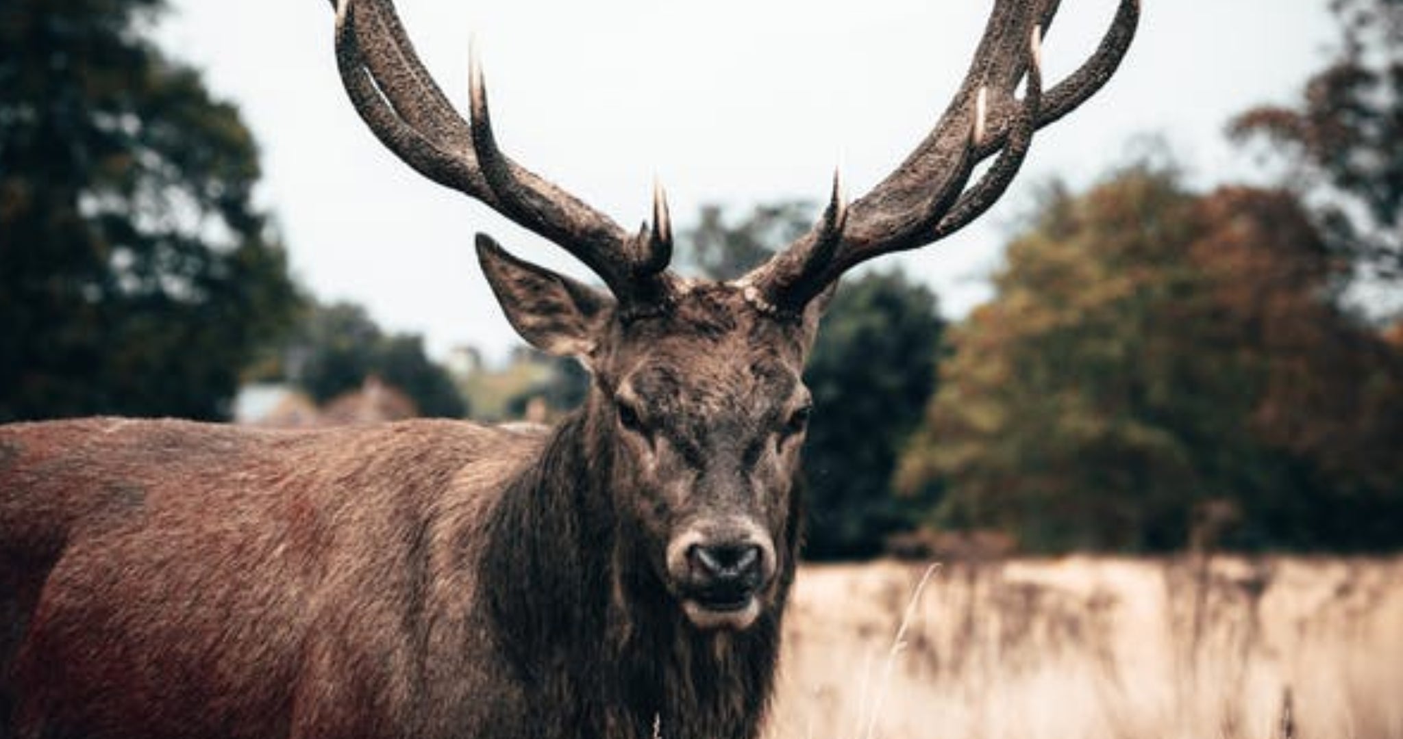 The Non Vegan Ingredients