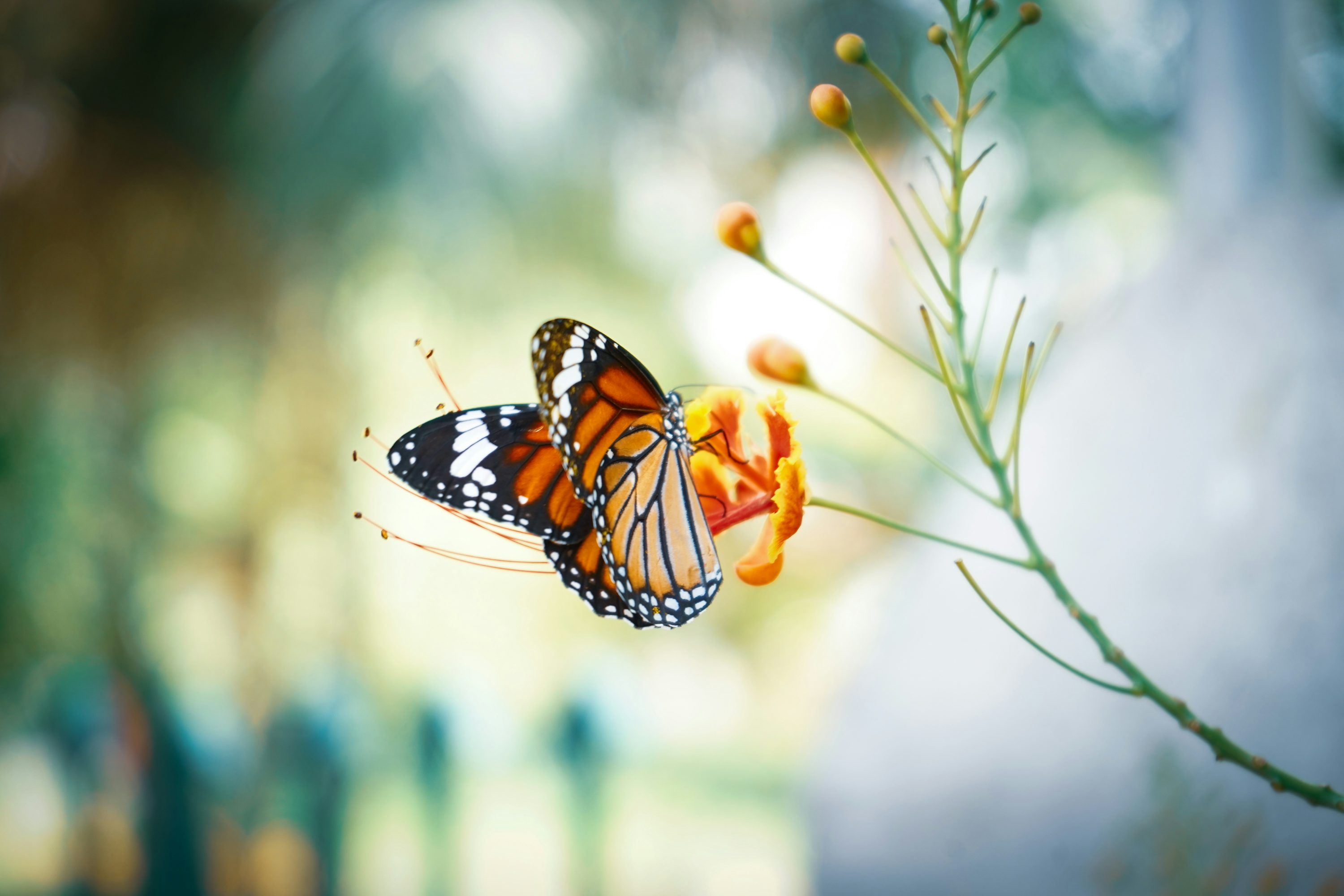 Butterfly Wallpaper: Free HD Download
