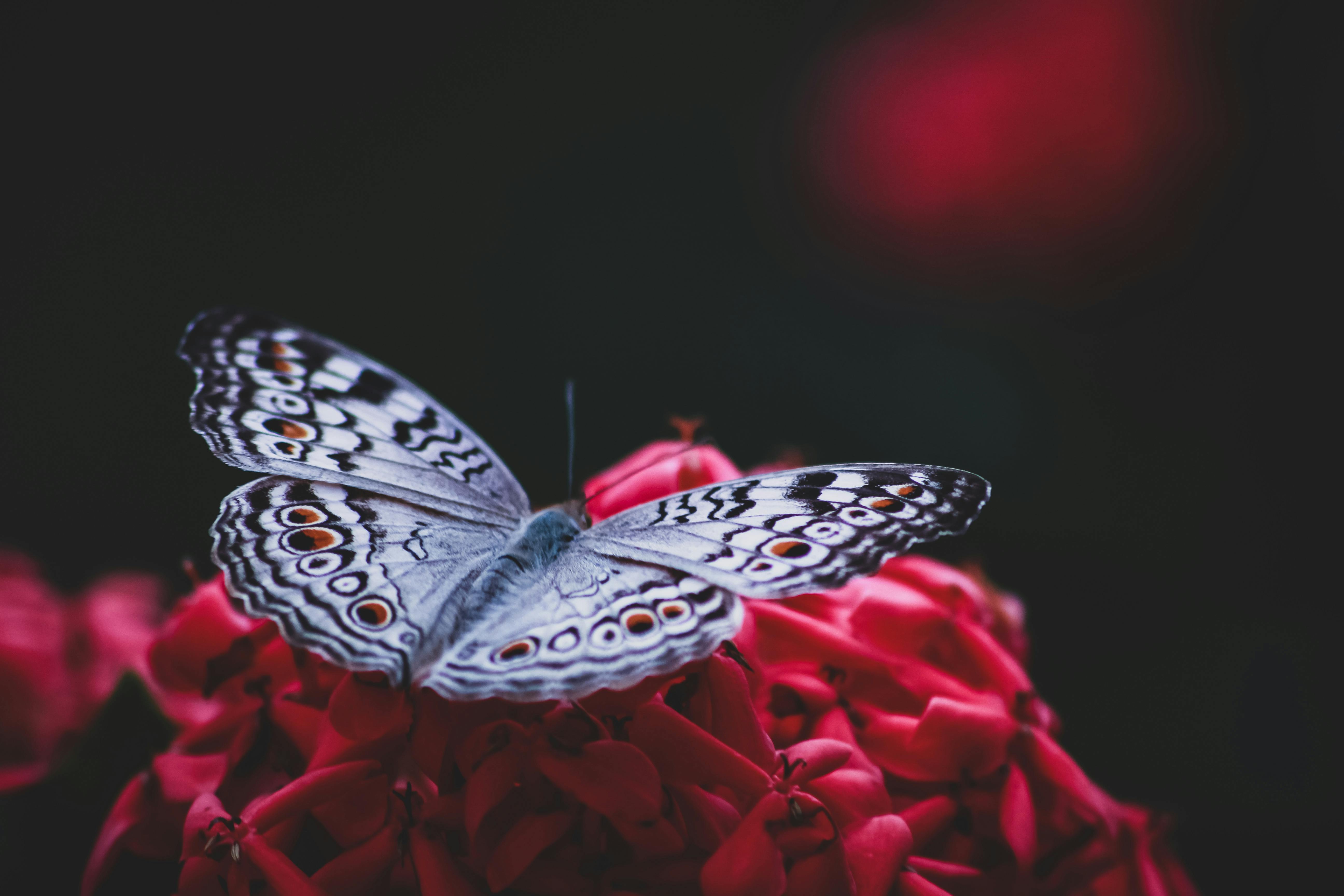 Butterfly Background Photo, Download