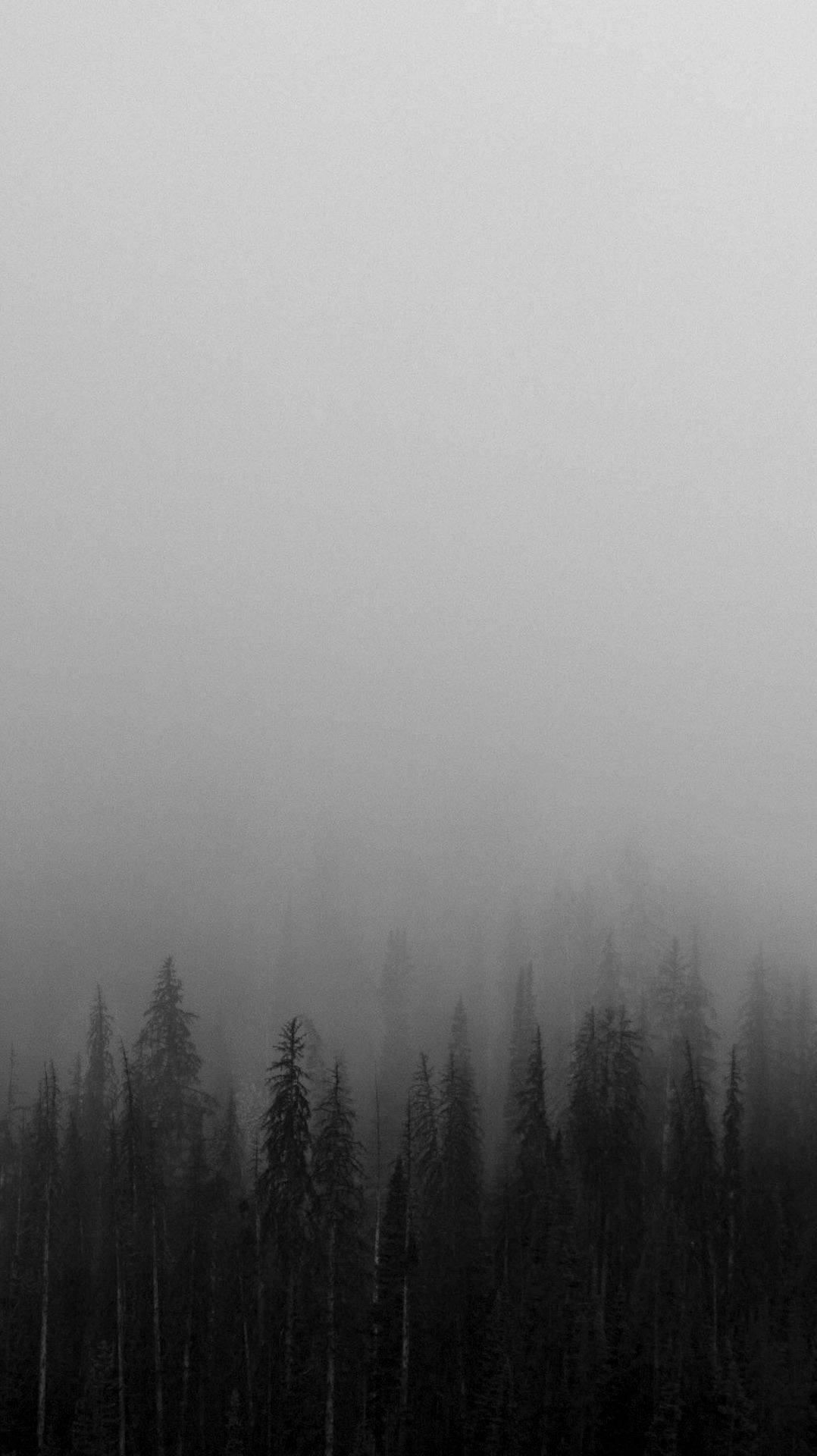 White iPhone Foggy Trees Wallpaper