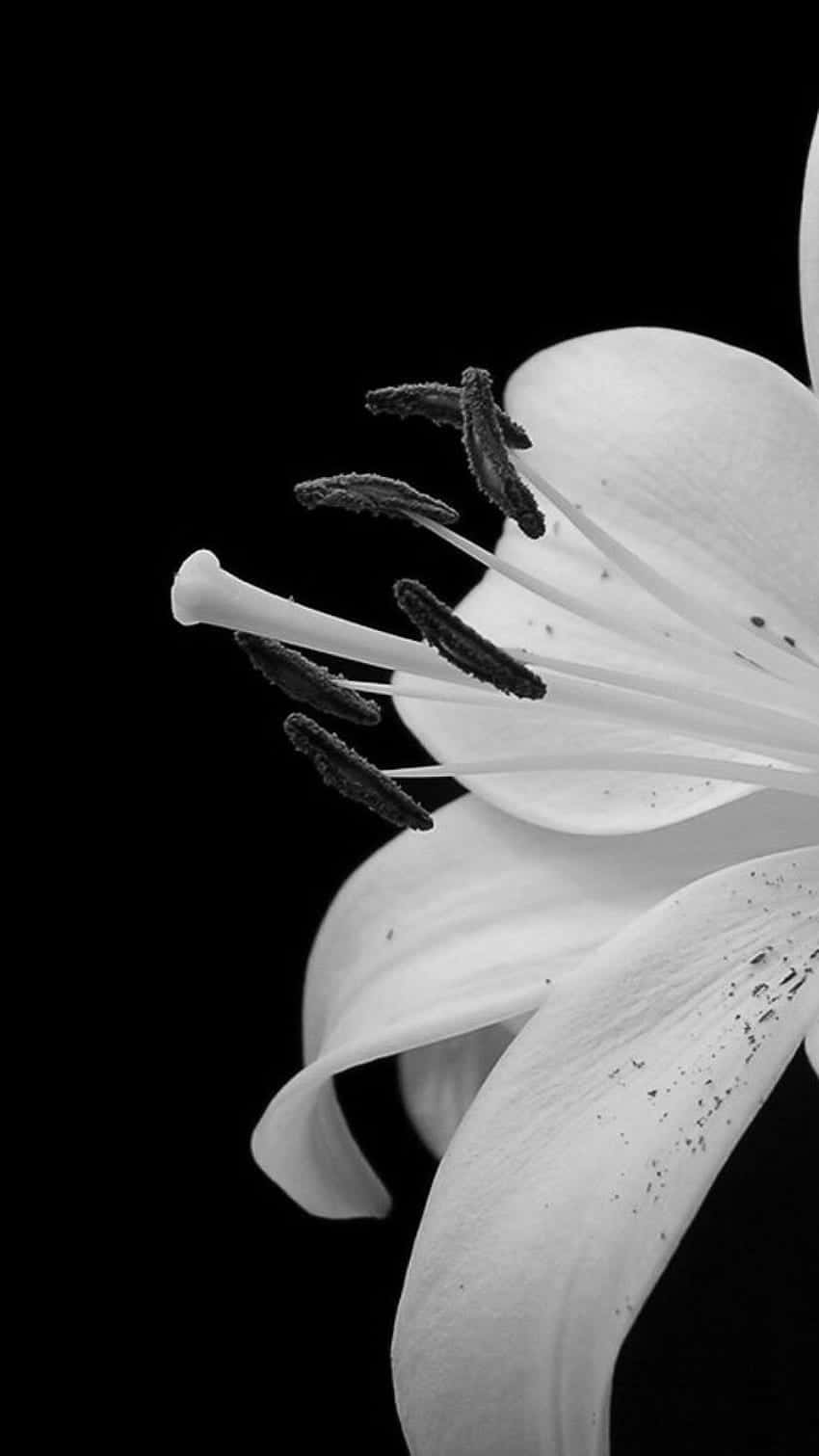 White Flower iPhone HD Wallpaper