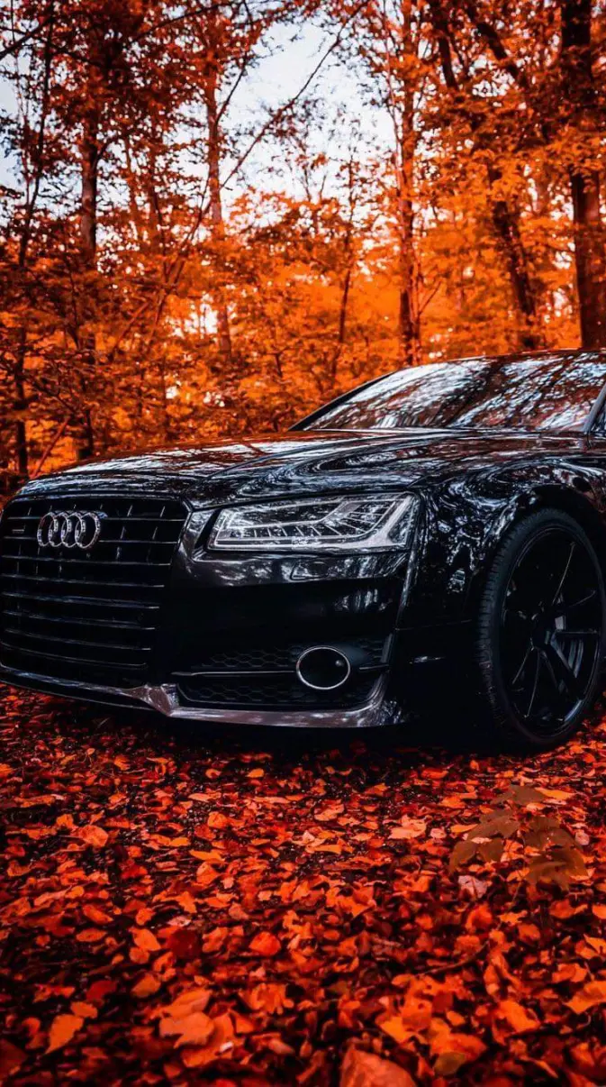Autumn audi lover wallpaper