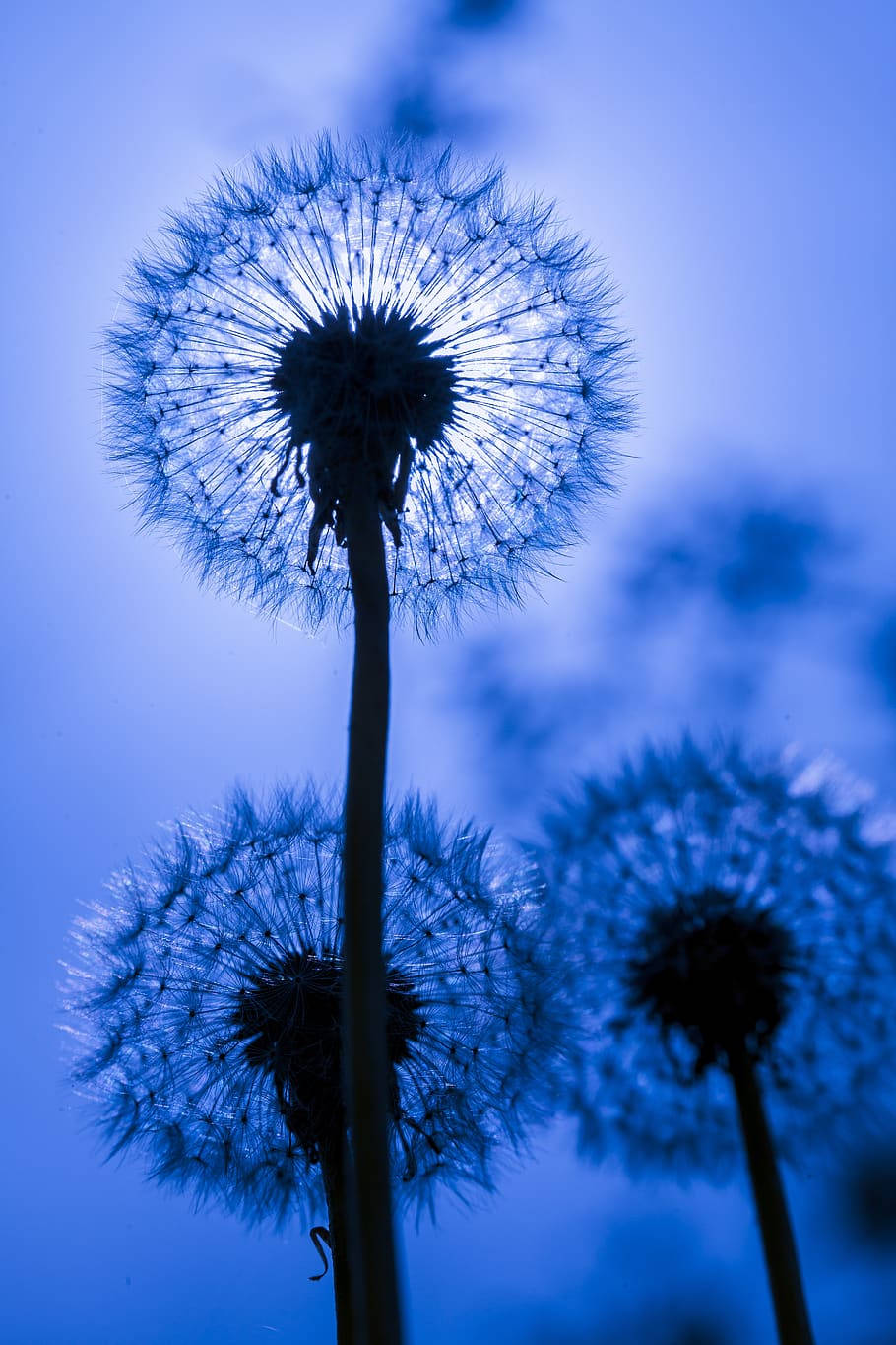 Pretty Dandelion Blue Flower iPhone