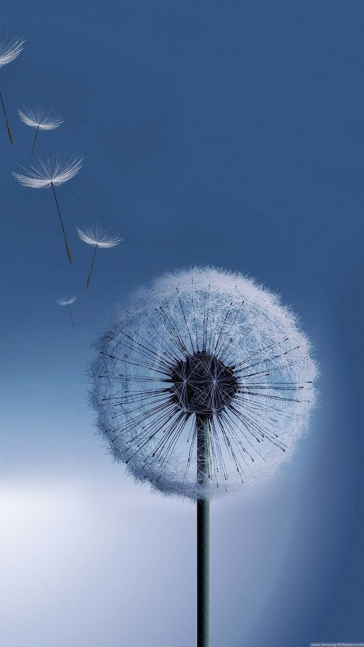 blue dandelion iphone wallpaper