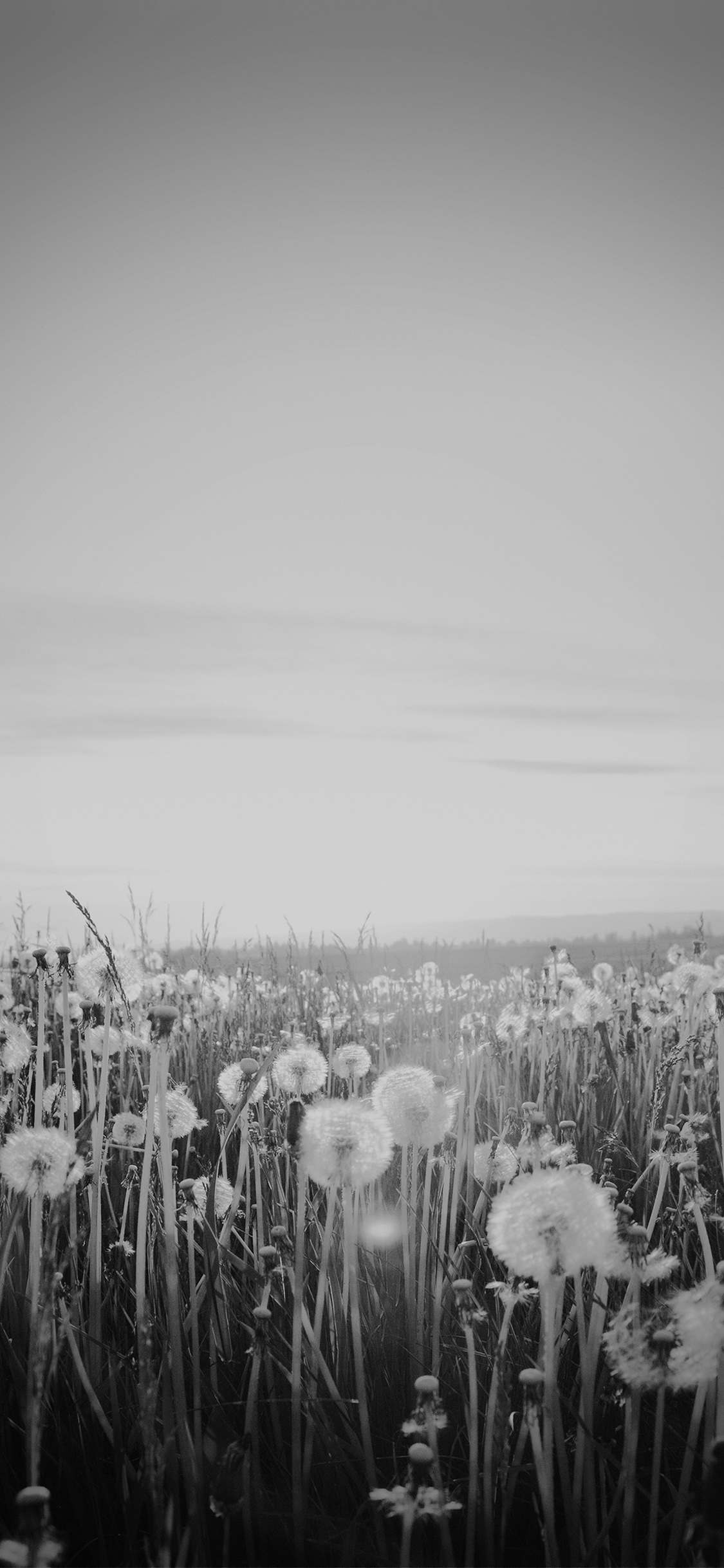 Nature Love Flower Dark Dandelion