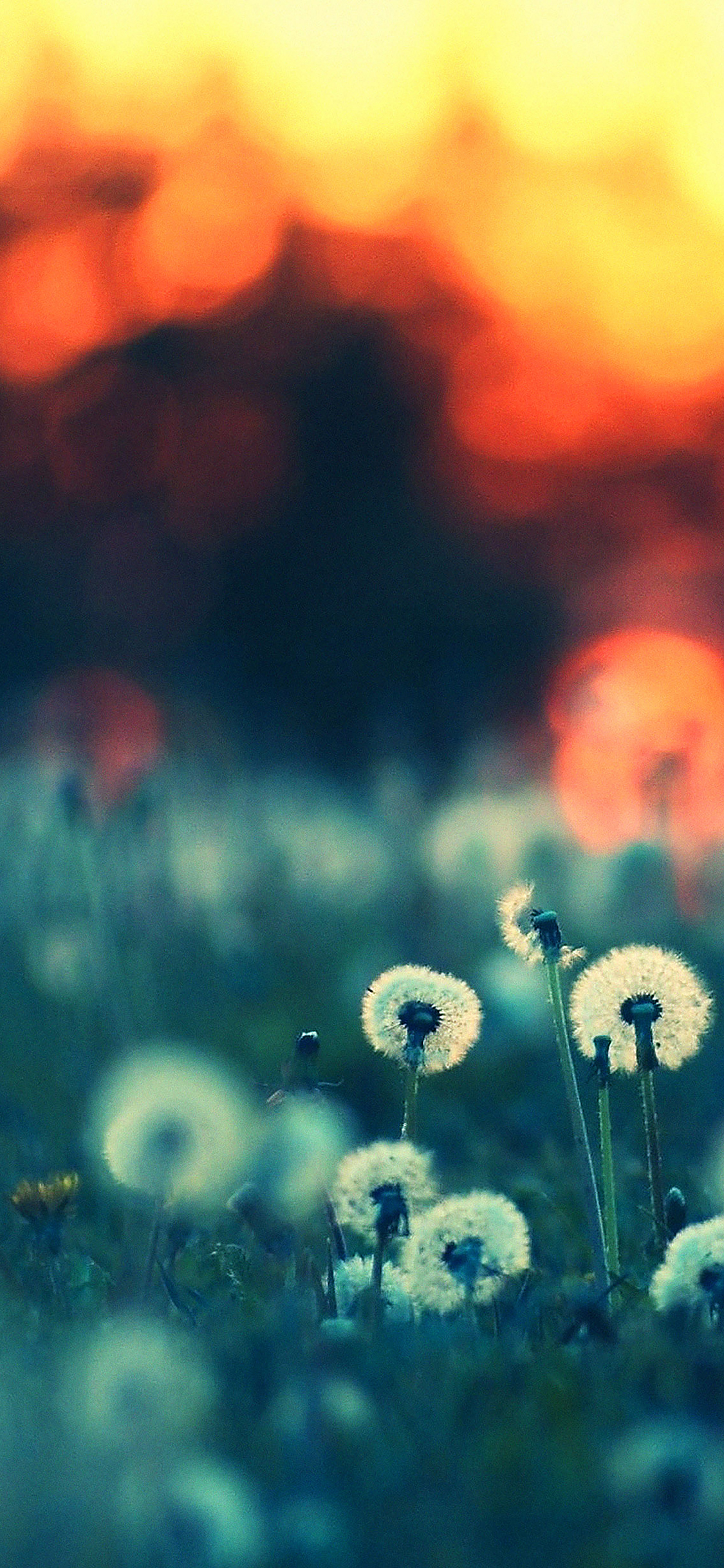 Dandelion Family Flower Nature