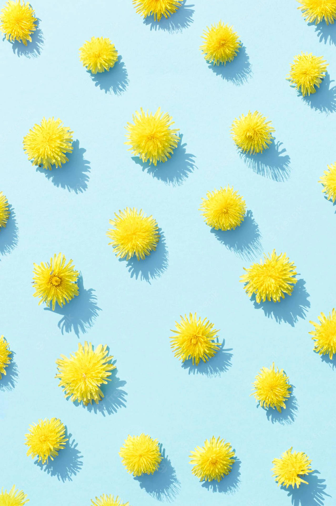 Dandelions Summer iPhone Blue Wallpaper