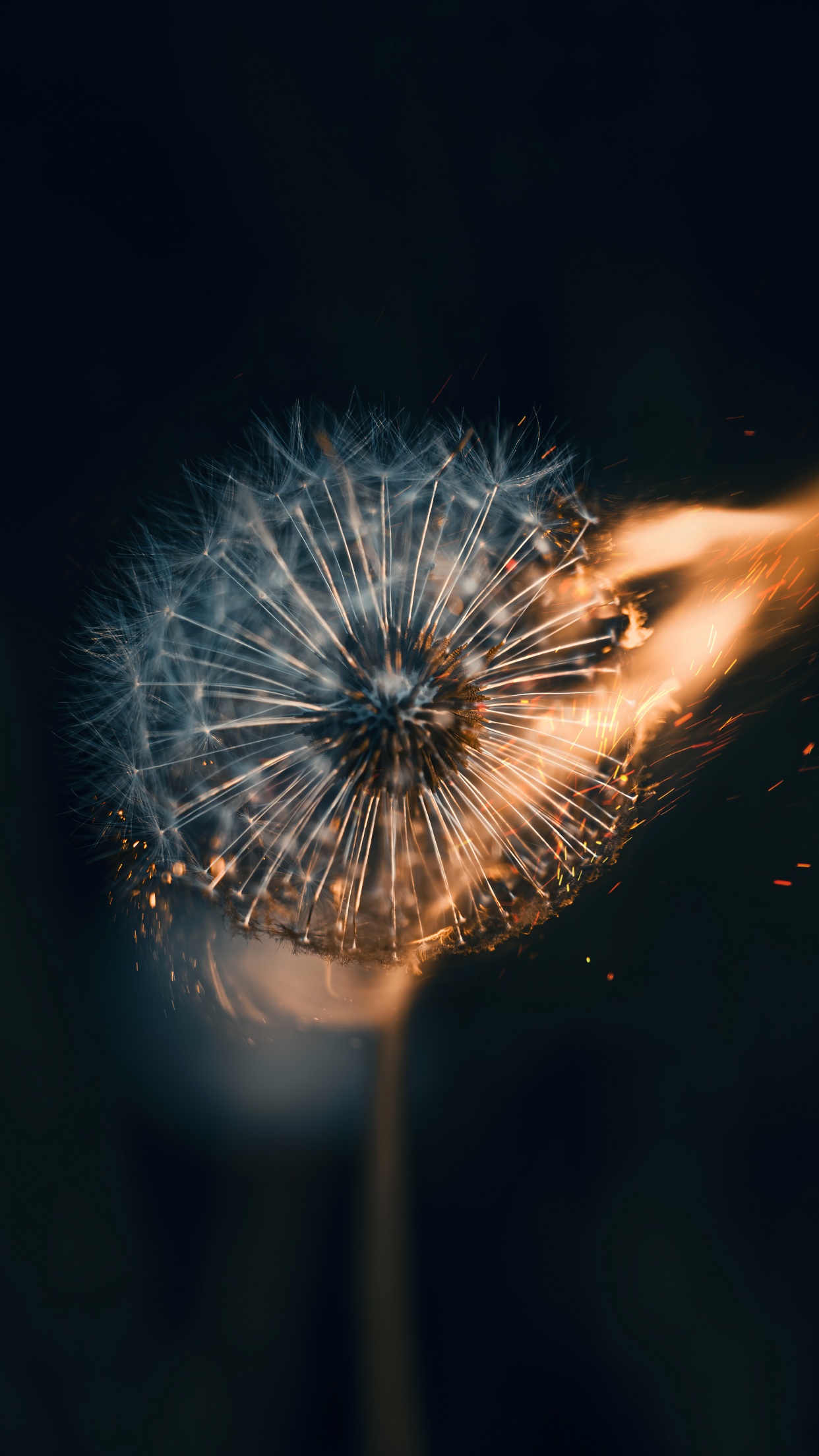 Dandelion flower Wallpaper 4K, Fire