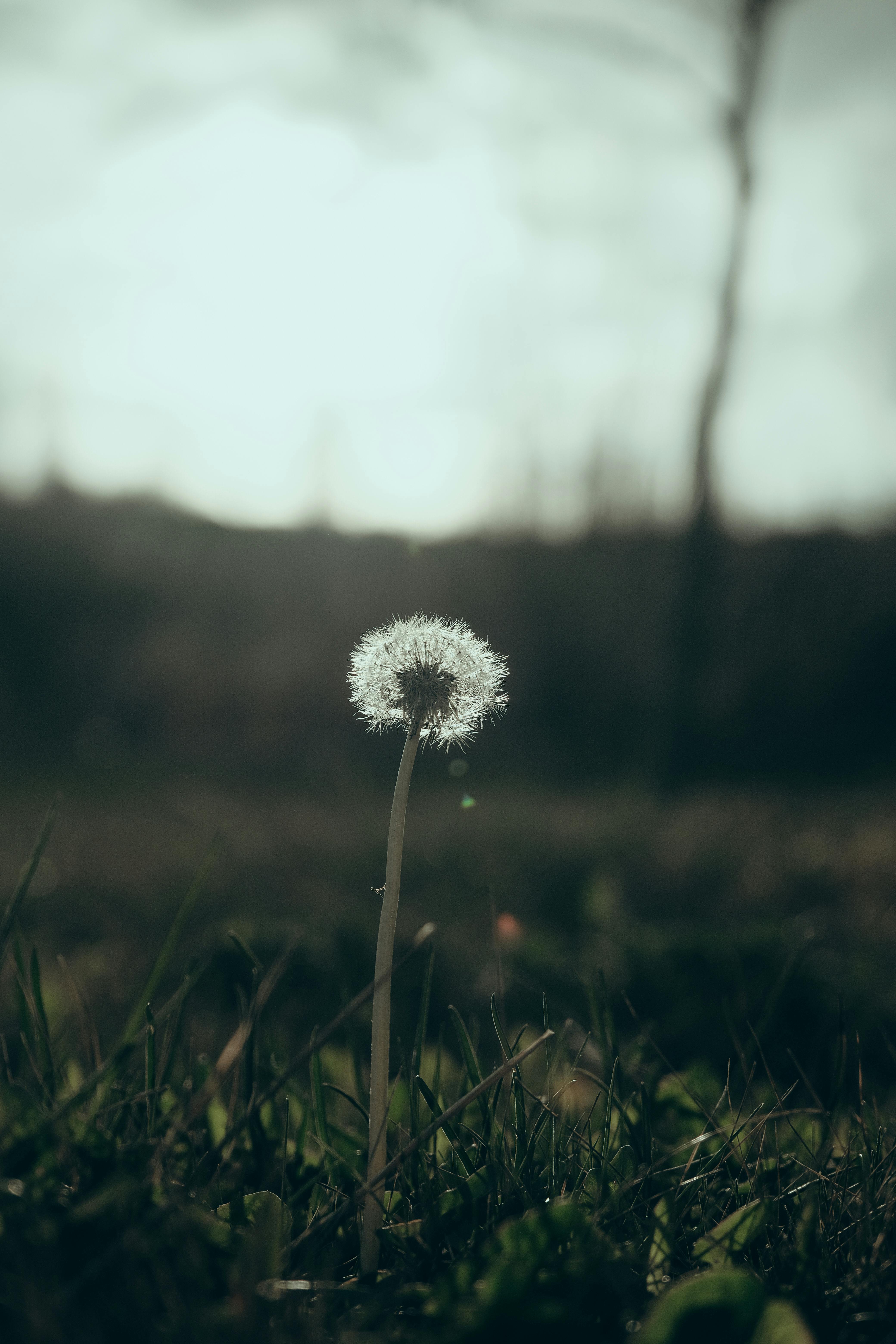 A dandelion in the grass with a tree