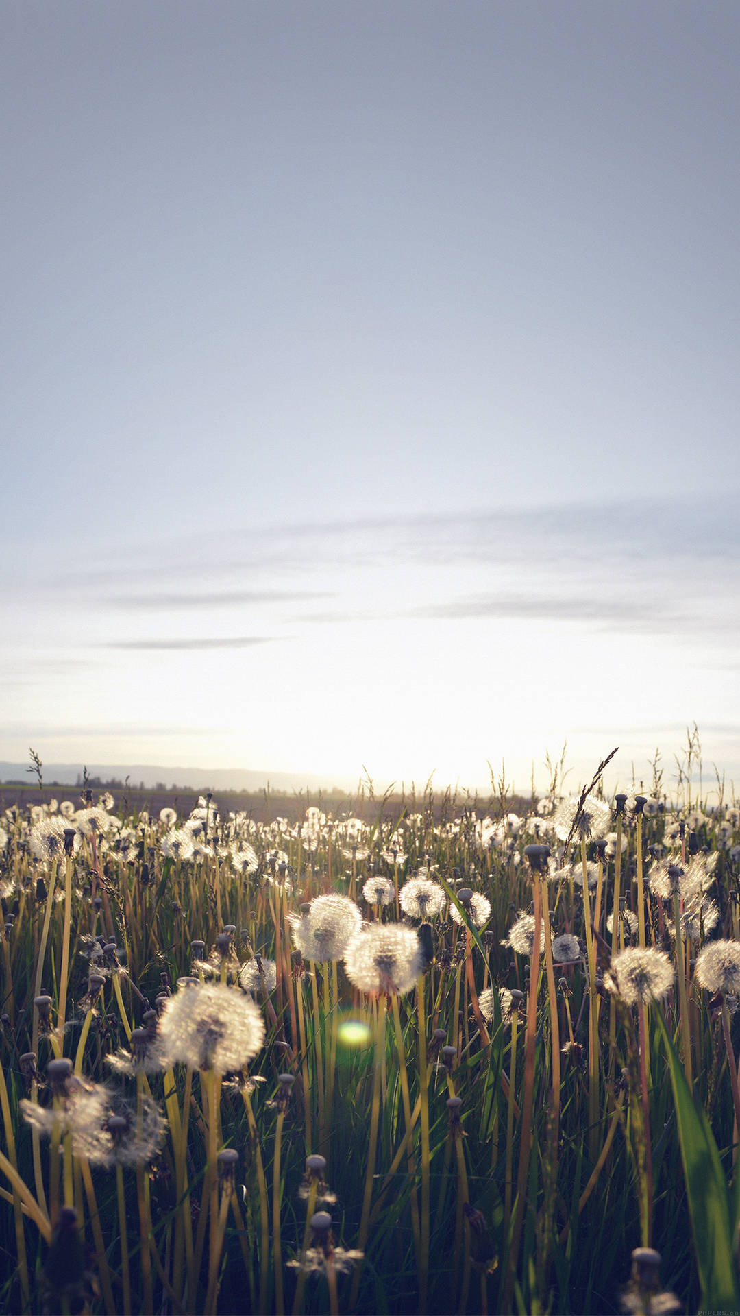 Download Dandelion Field Smartphone
