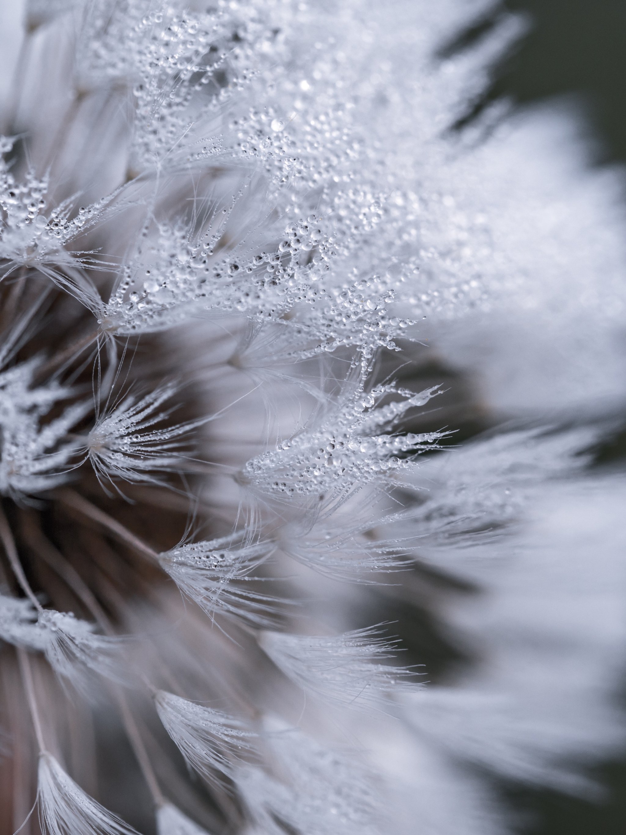 Dandelion With Dew Wallpaper