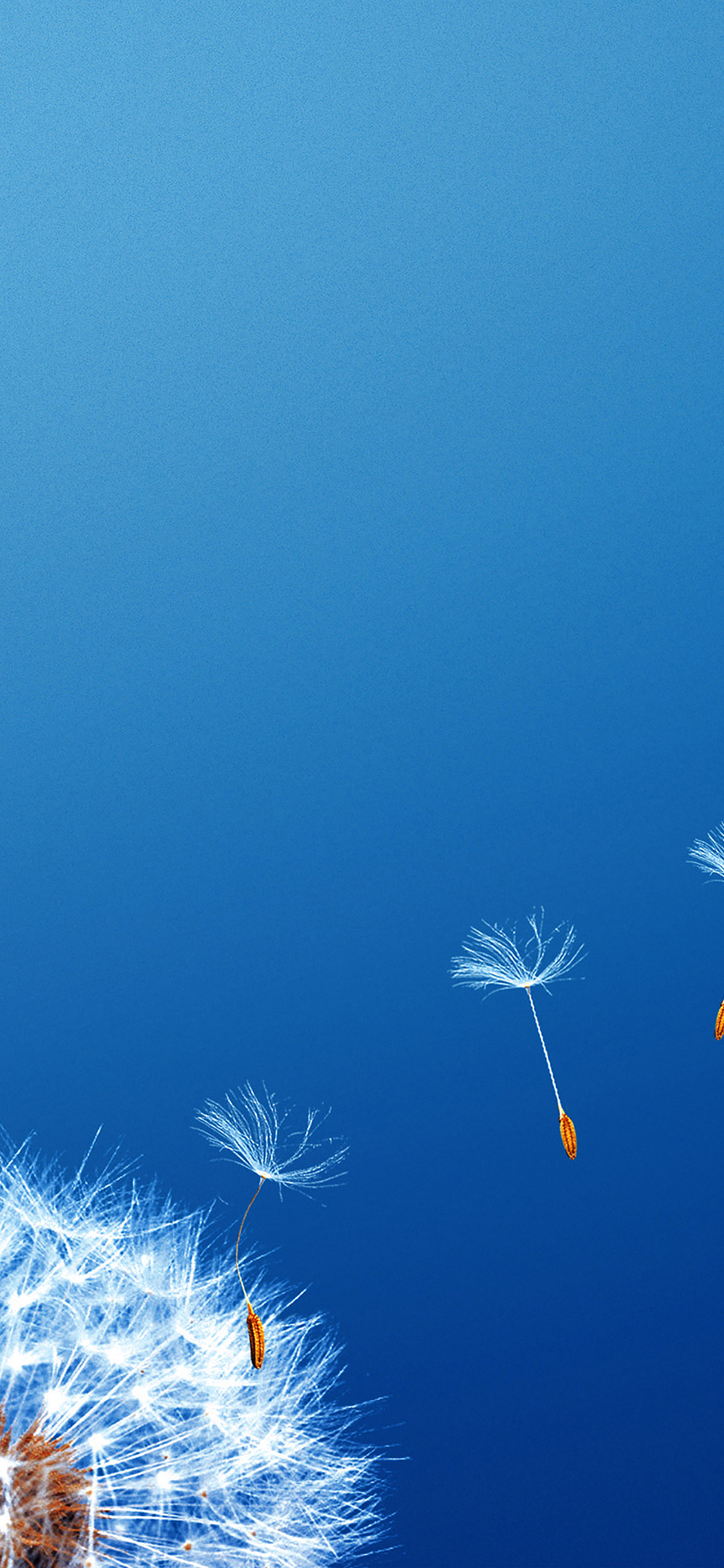 Wallpaper Fly Flower Dandelion