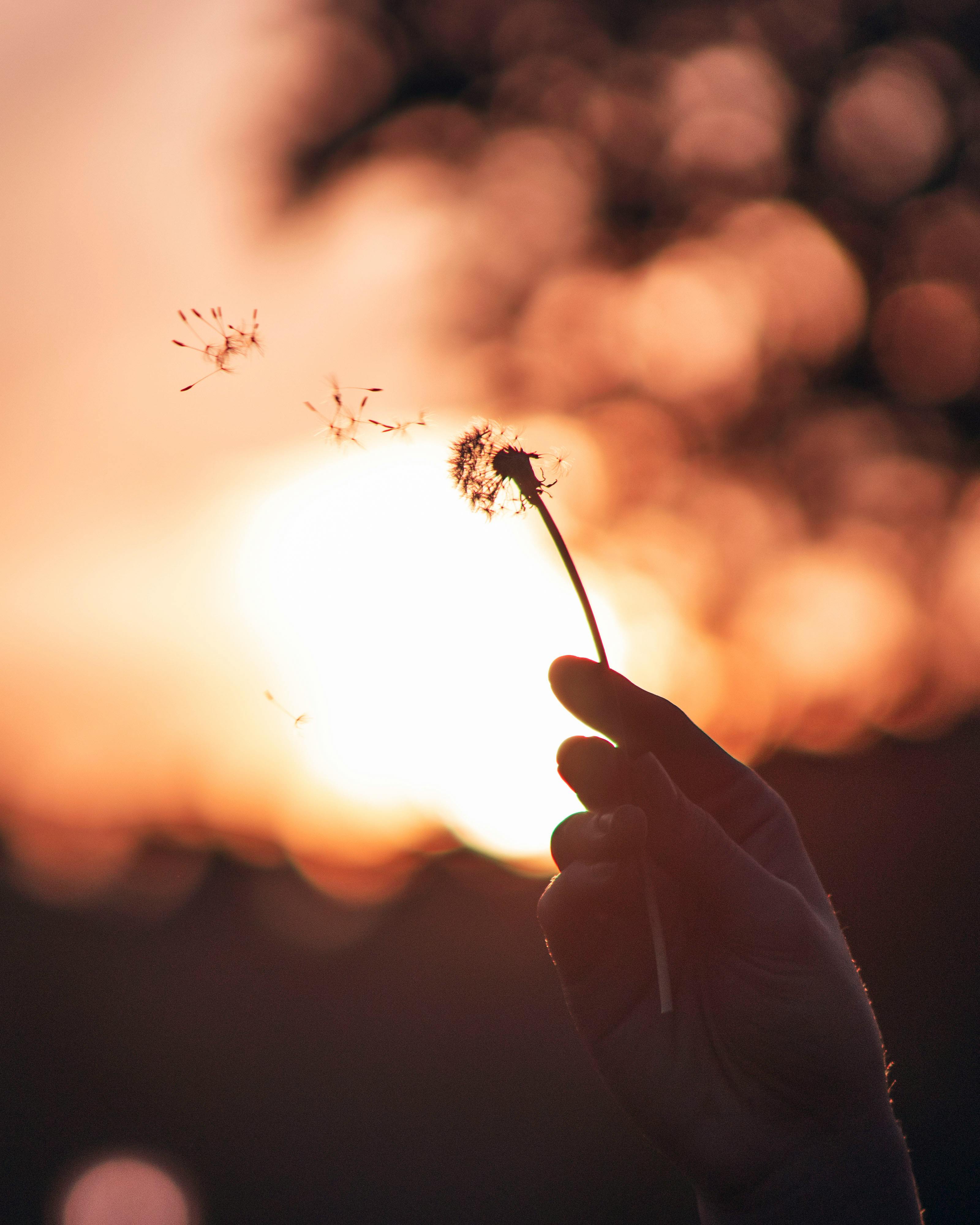 Person Holding Dandelion · Free