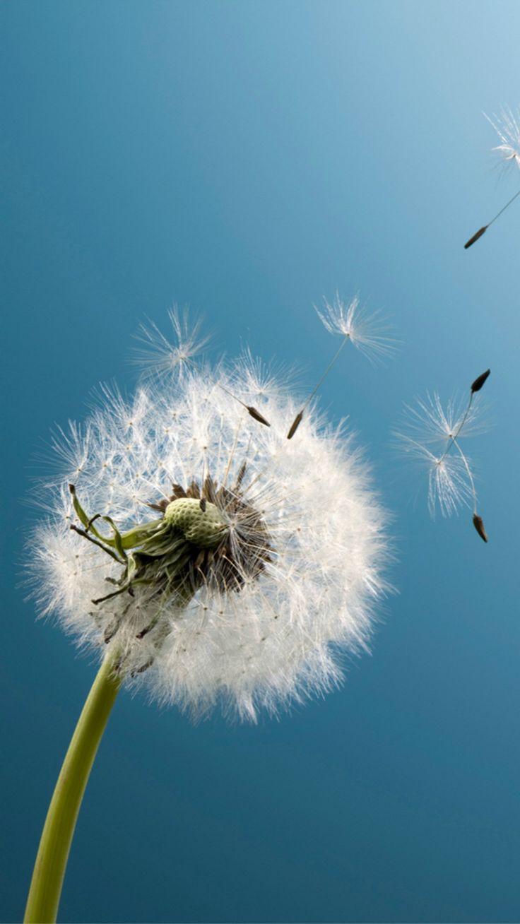 Pure Aesthetic Dandelion Blowing Blue
