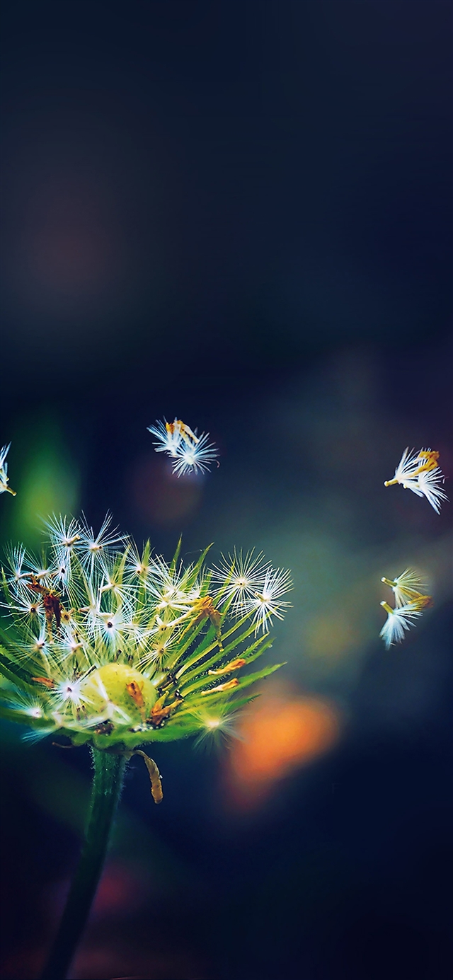 Best Dandelion iPhone X HD Wallpaper