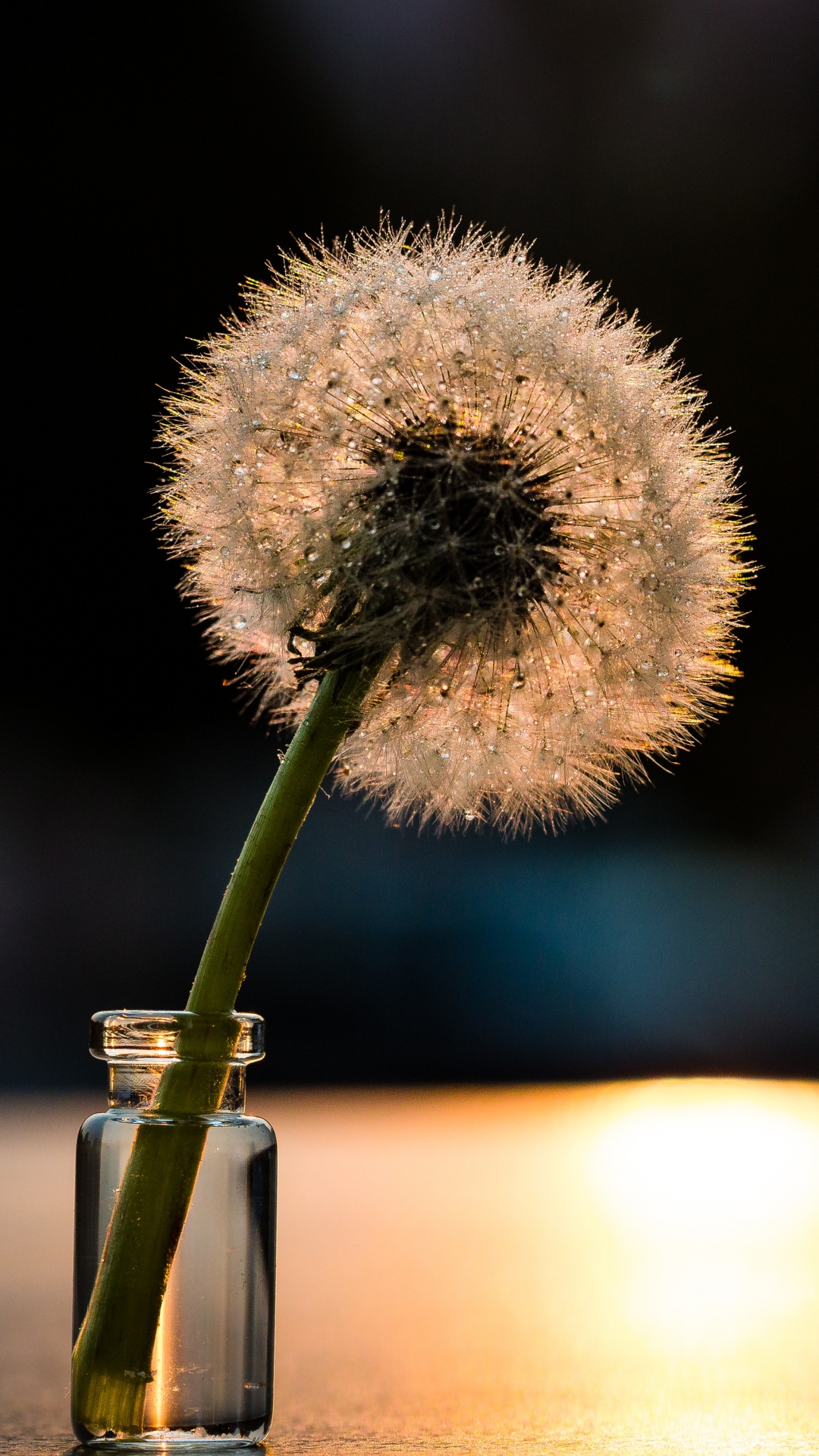 Dandelion Wallpaper for iPhone 11, Pro