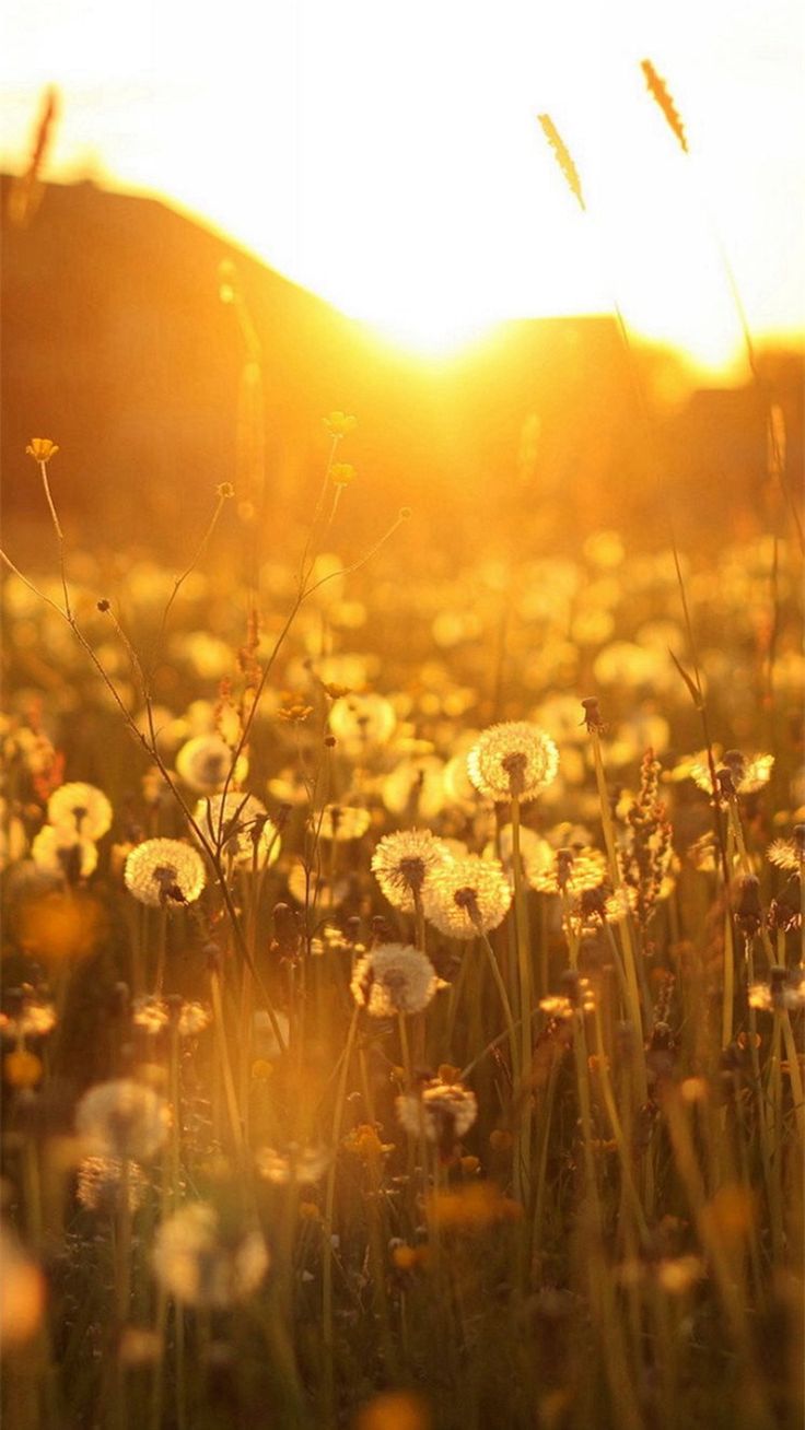 Nature Dandelion Sunlight Field iPhone