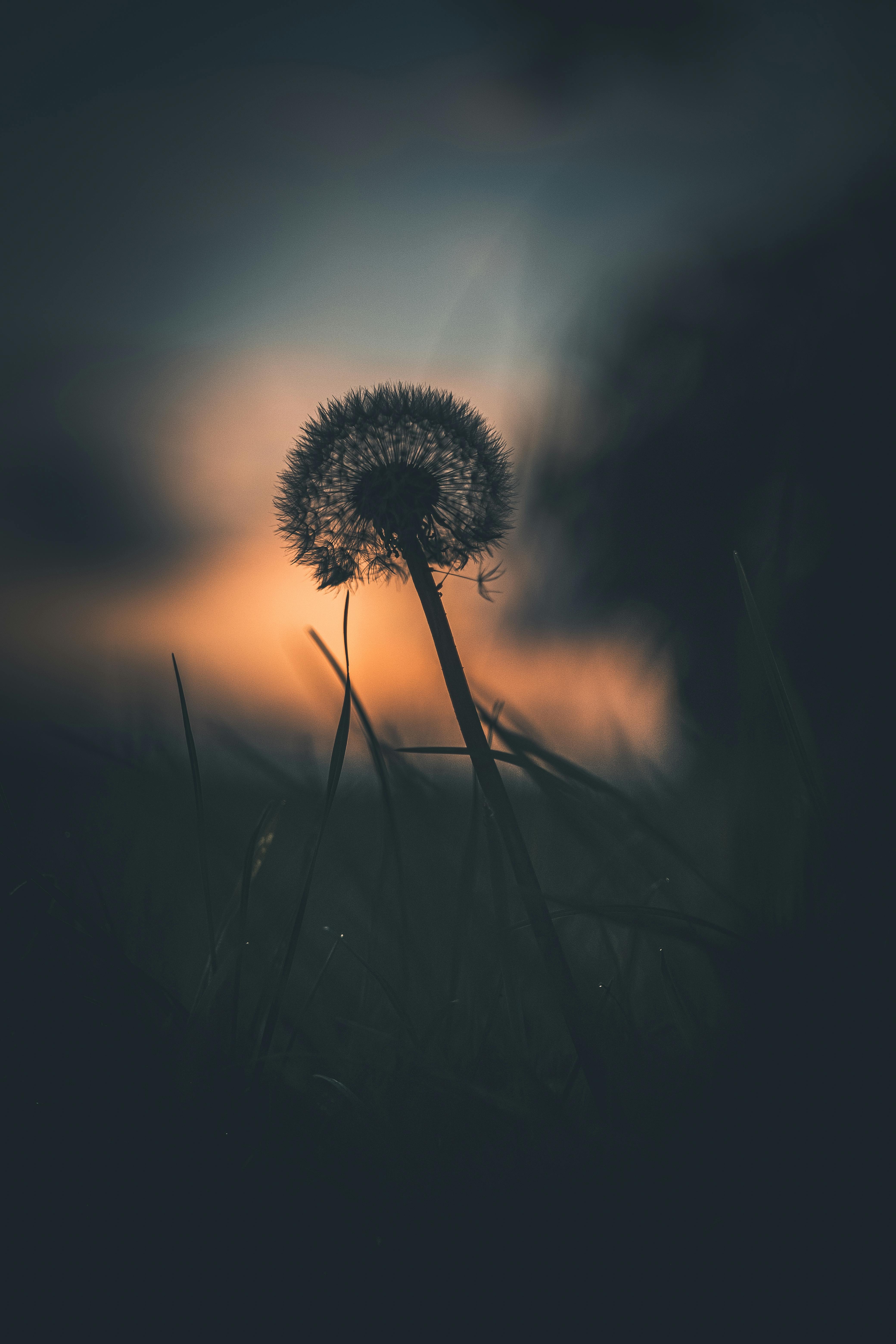 Dandelion Silhouette