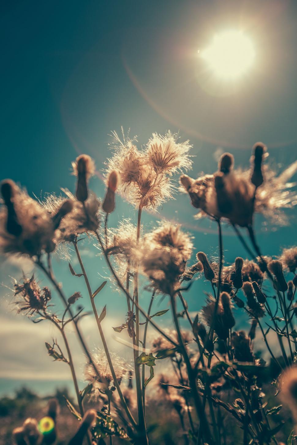 of Dandelions and Sun Glare