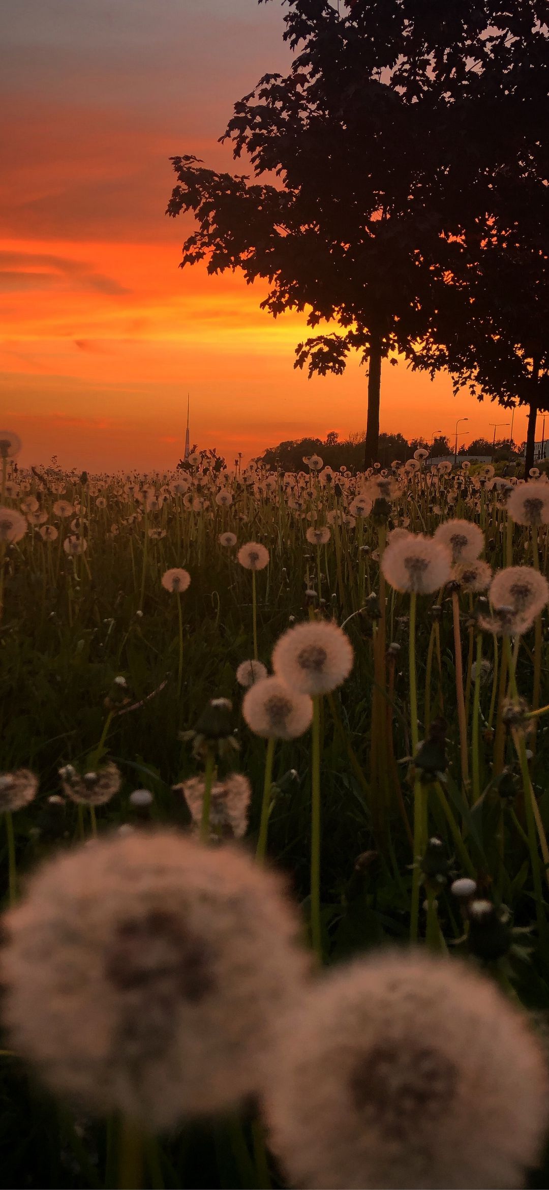 Wallpaper Dandelion Sunset, Dandelions