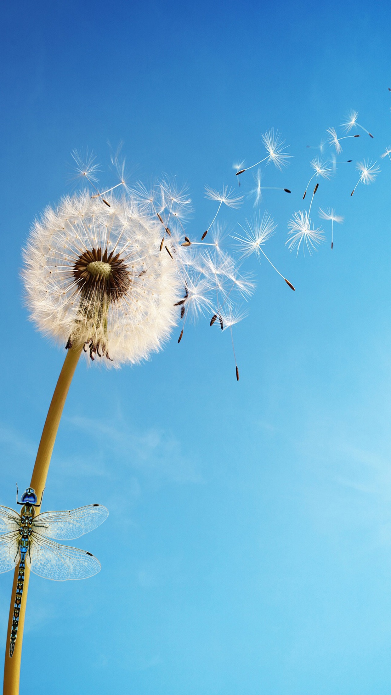 Dandelion flower Wallpaper 4K