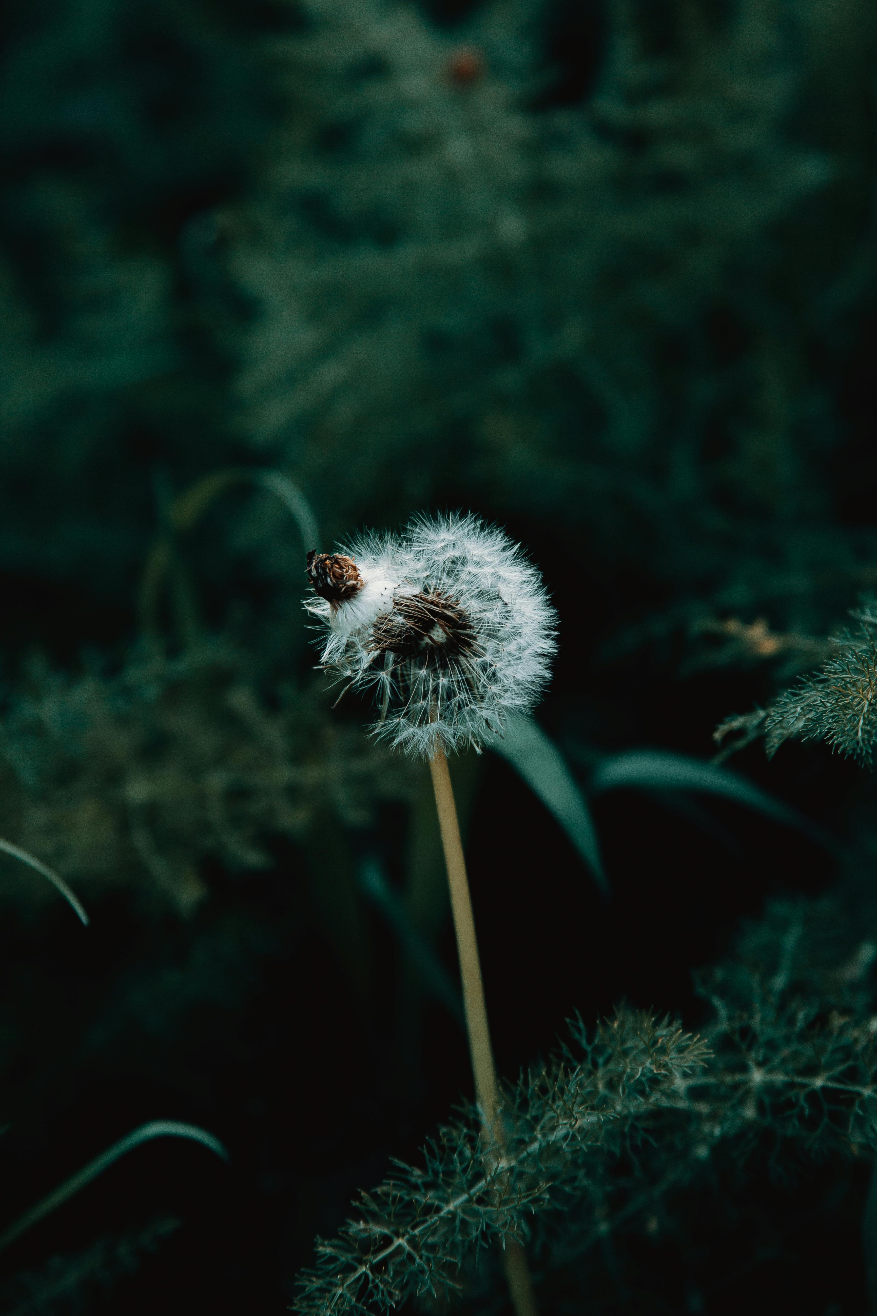Photo Of Dandelion · Free