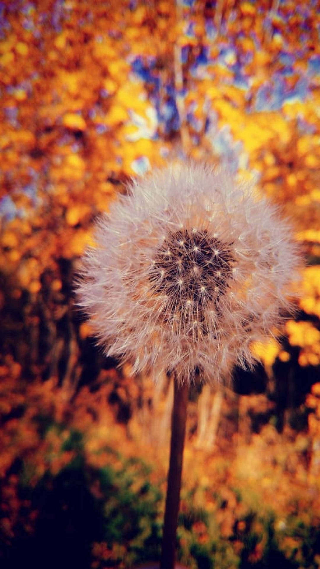 Dandelion Flower Phone Background