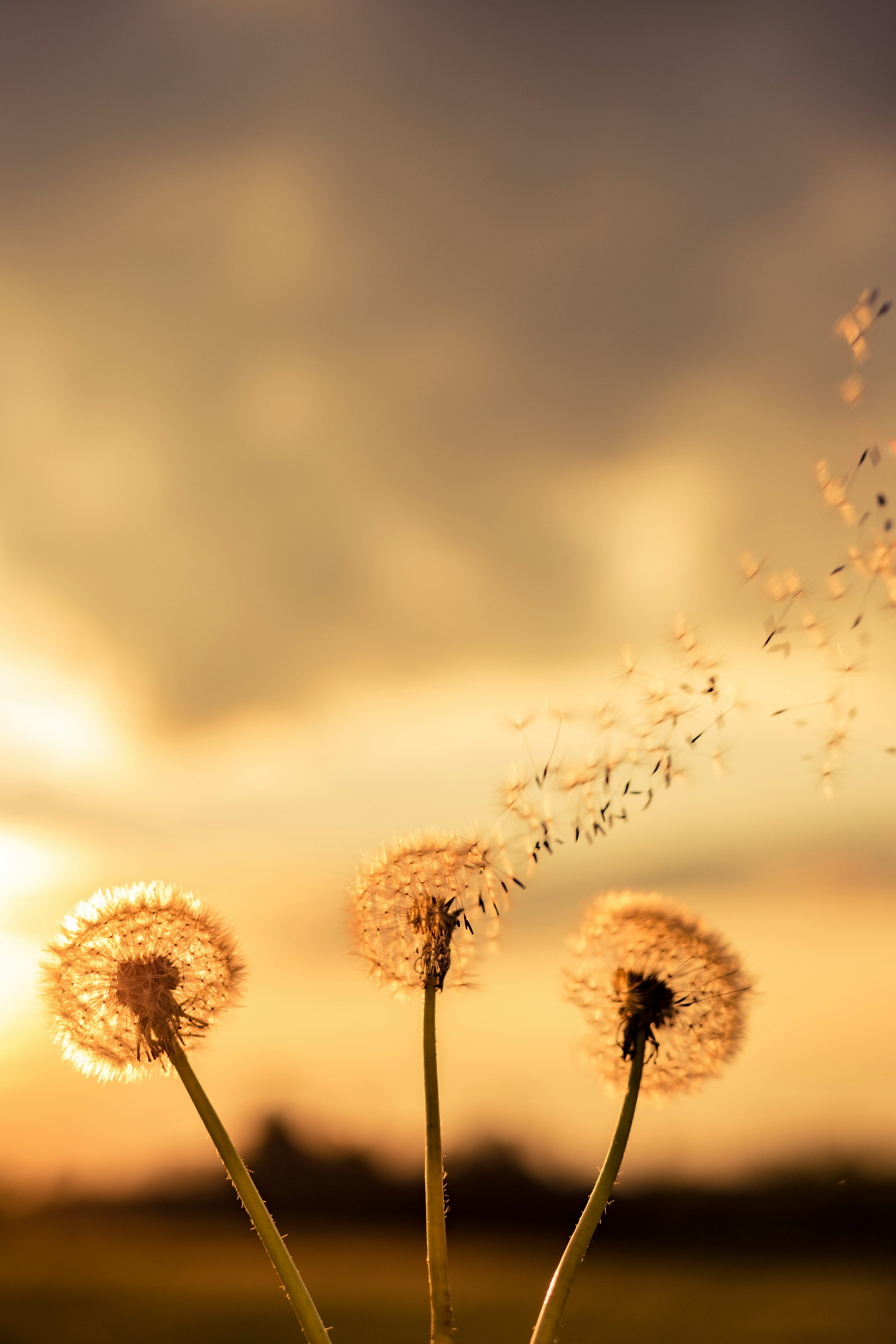 Three dandelions blowing in the wind at