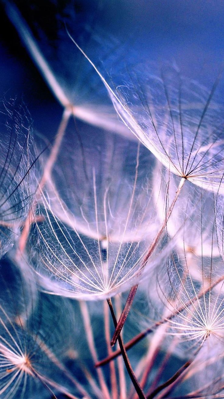 Macro Dandelions iPhone 8 Wallpaper