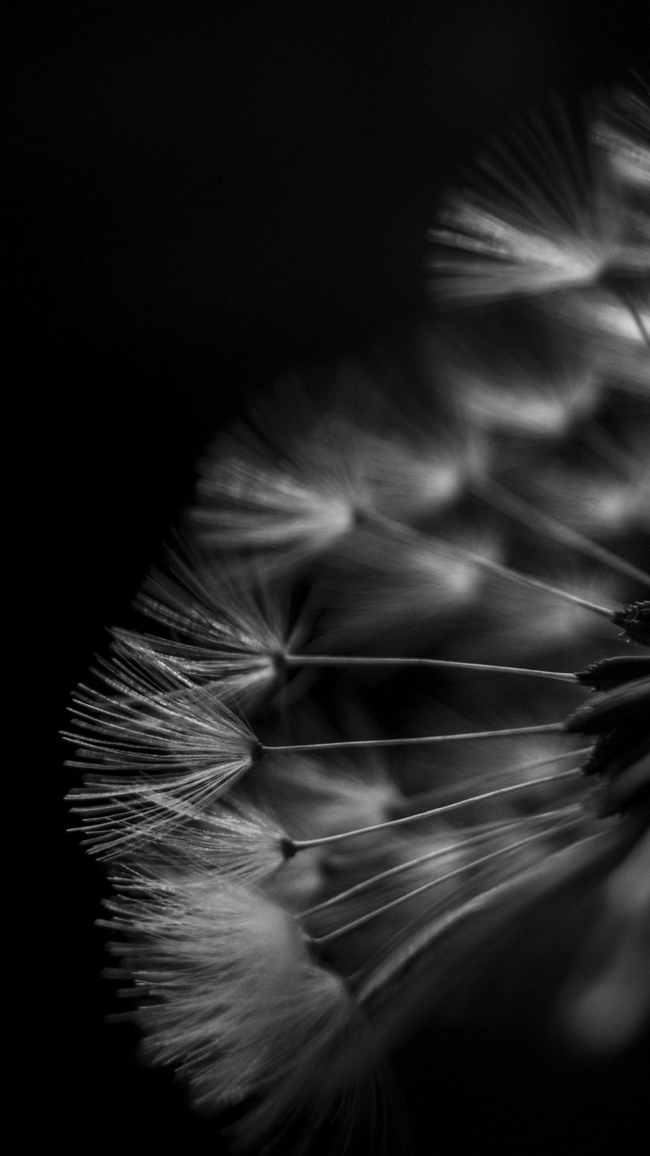 Download wallpaper 938x1668 dandelion