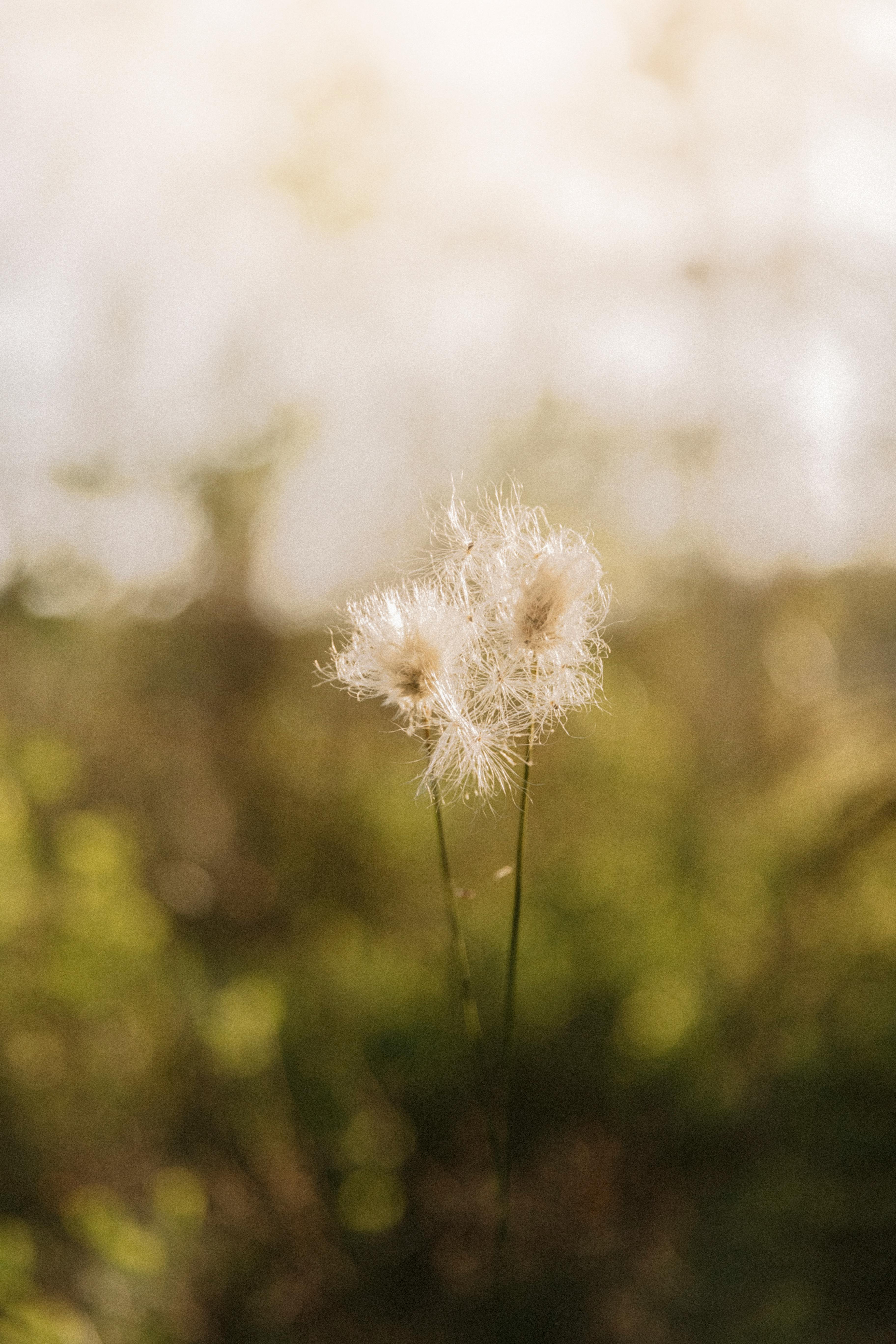 Dandelion Flower on a Field · Free