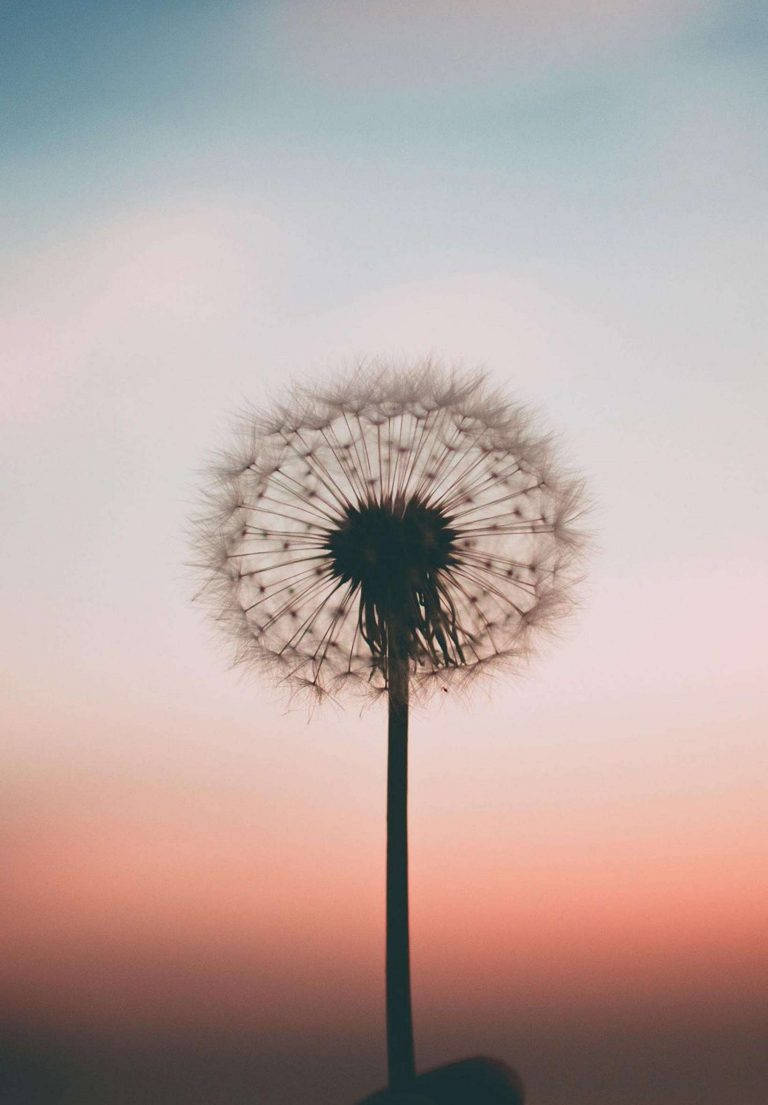 Beautiful Dandelion iPad 2021 Wallpaper
