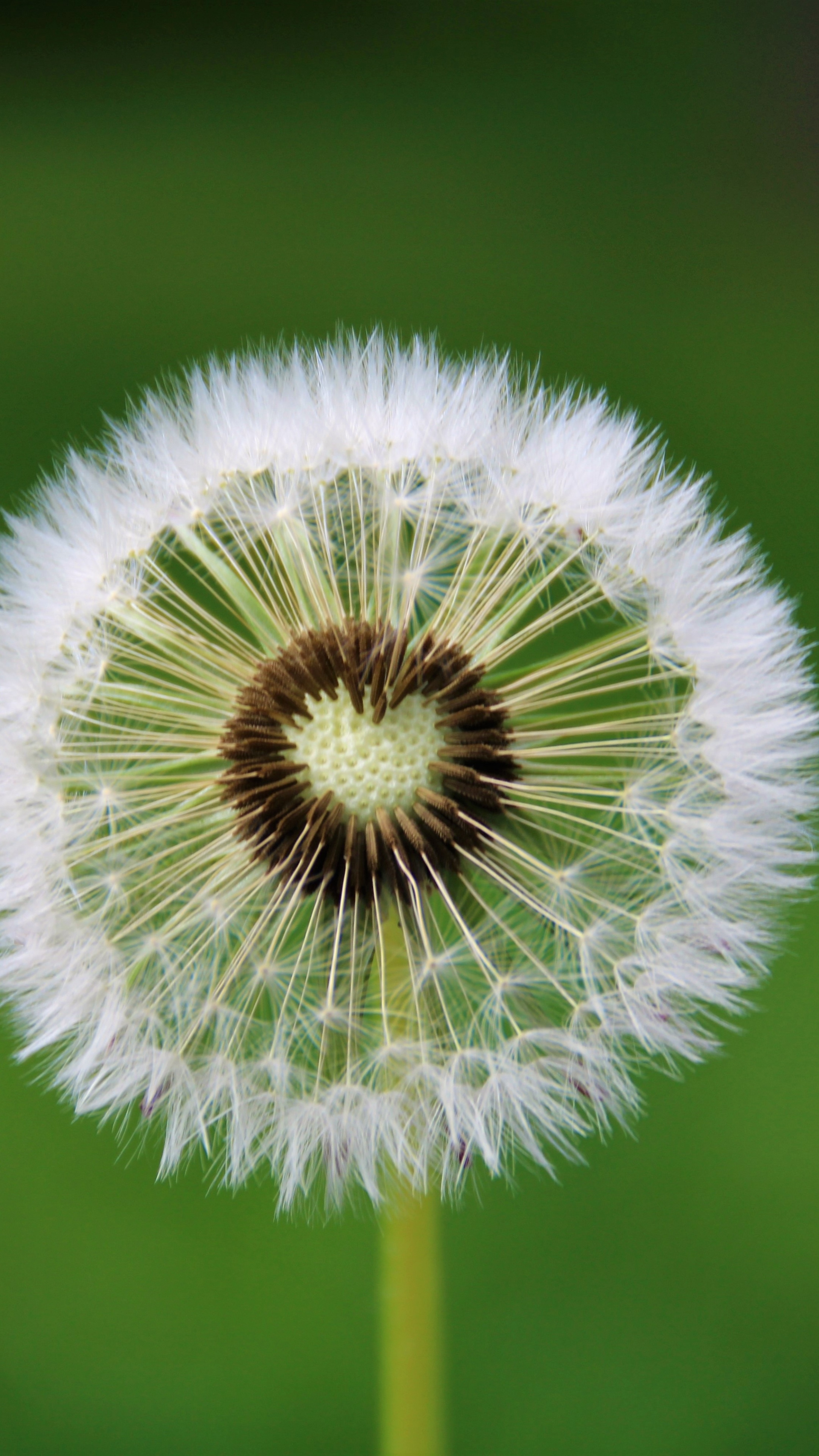 Dandelion flower Wallpaper 4K, Heart