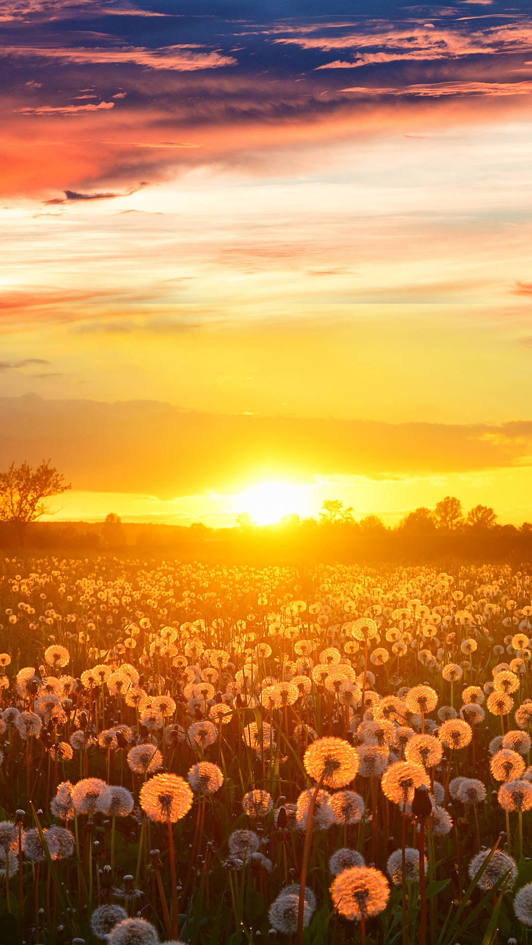 Download free Sunset Dandelion Field4 K