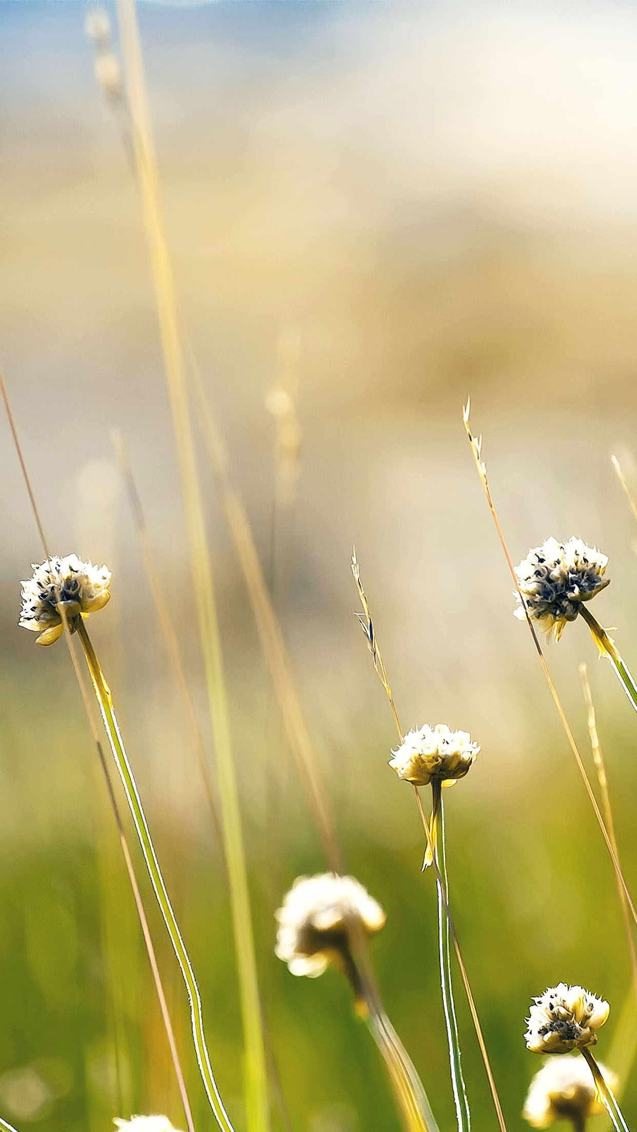Wallpaper Flower Dandelion Green
