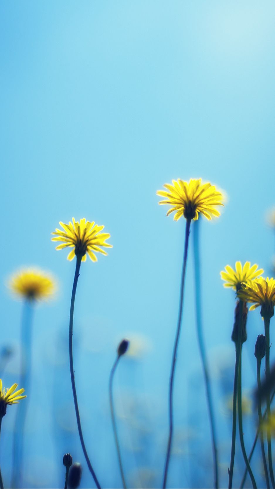 Download wallpaper 938x1668 dandelions
